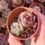 Miniature : Echeveria SSP mini bundle 2 (E. 'Amethyst x ssp) 🇨🇳 EXCLUSIVE