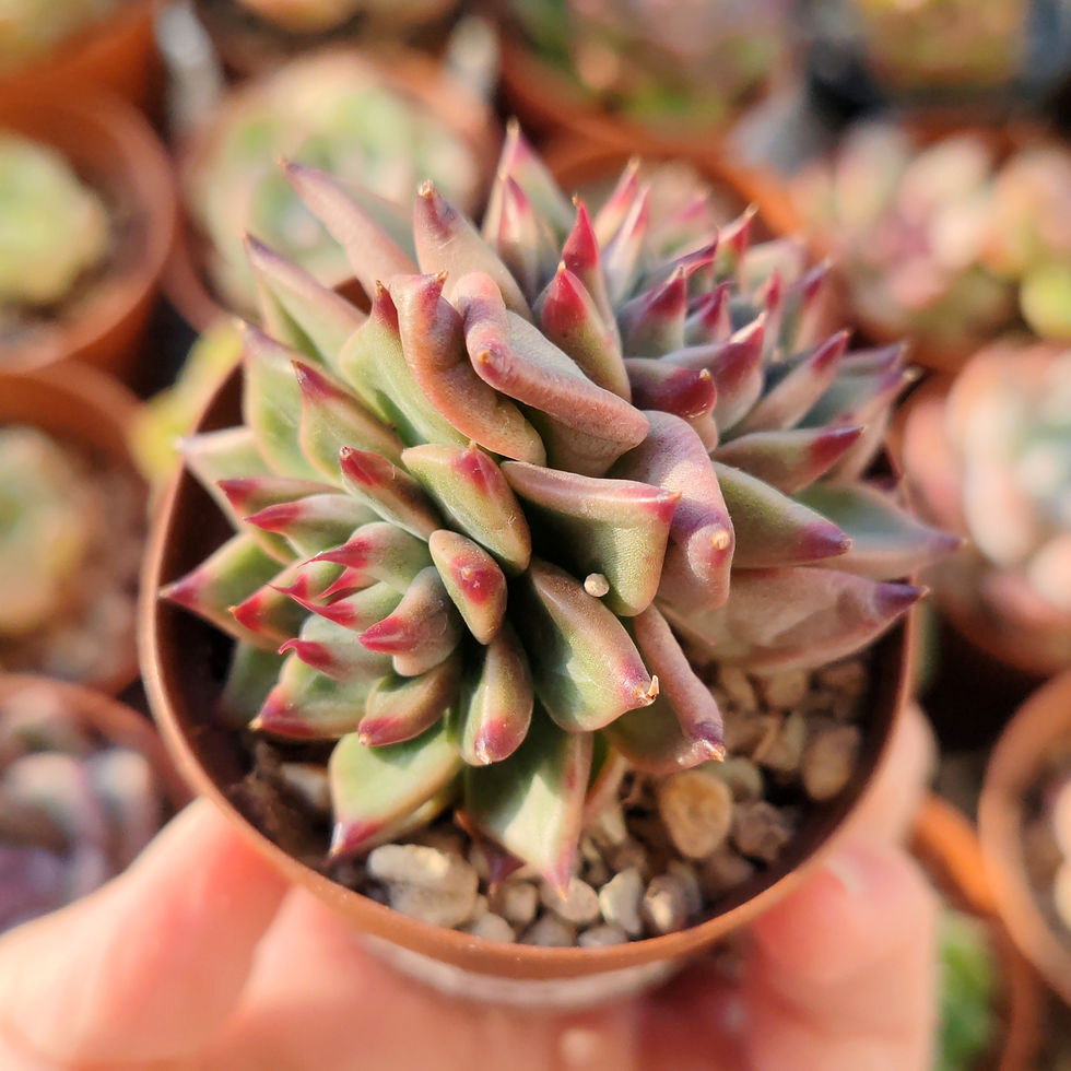 Miniatura: Echeveria ‘Indiaca’  🇰🇷 VERY RARE