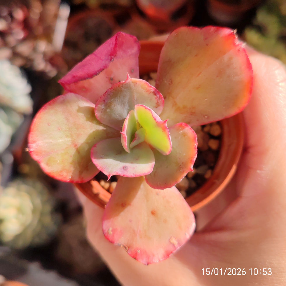 Miniaturbild: Echeveria ‘Sundance’ 🇰🇷  RARE