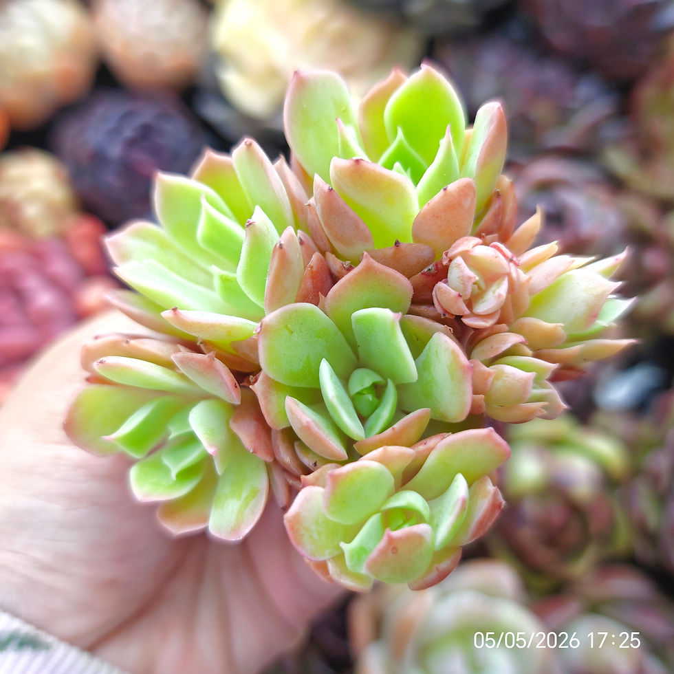 Miniatura: Echeveria ‘Peach Mint’  🇰🇷 VERY RARE