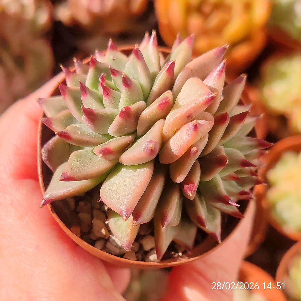 Miniatura: Echeveria ‘Indiaca’  🇰🇷 VERY RARE