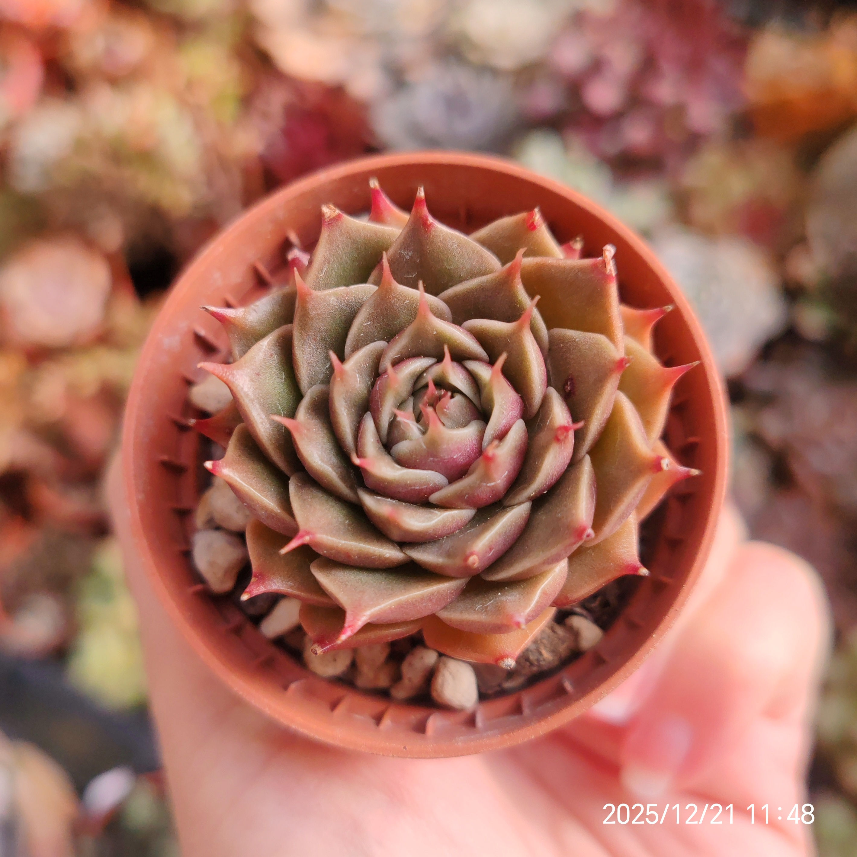 Graptoveria ‘Thorn Star’ / ‘Ibaraki Star’ (Gv ‘Silver Star’ x E.hyalina) 🇰🇷