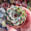Miniatura: Echeveria ‘Daily Rose’ 🇰🇷 VERY RARE ♡ NEW