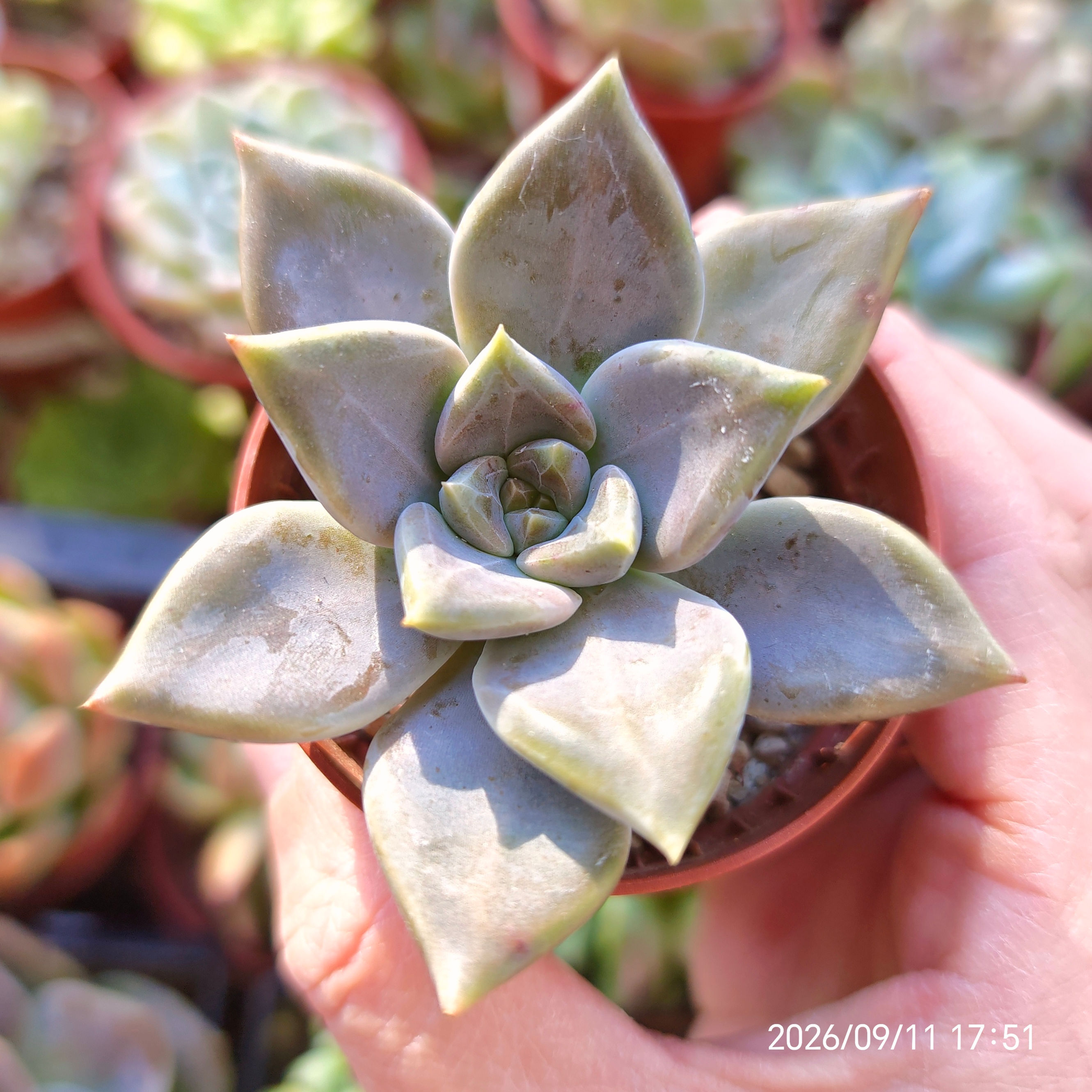 Graptophytum 'Dathomir' 🇰🇷VERY RARE