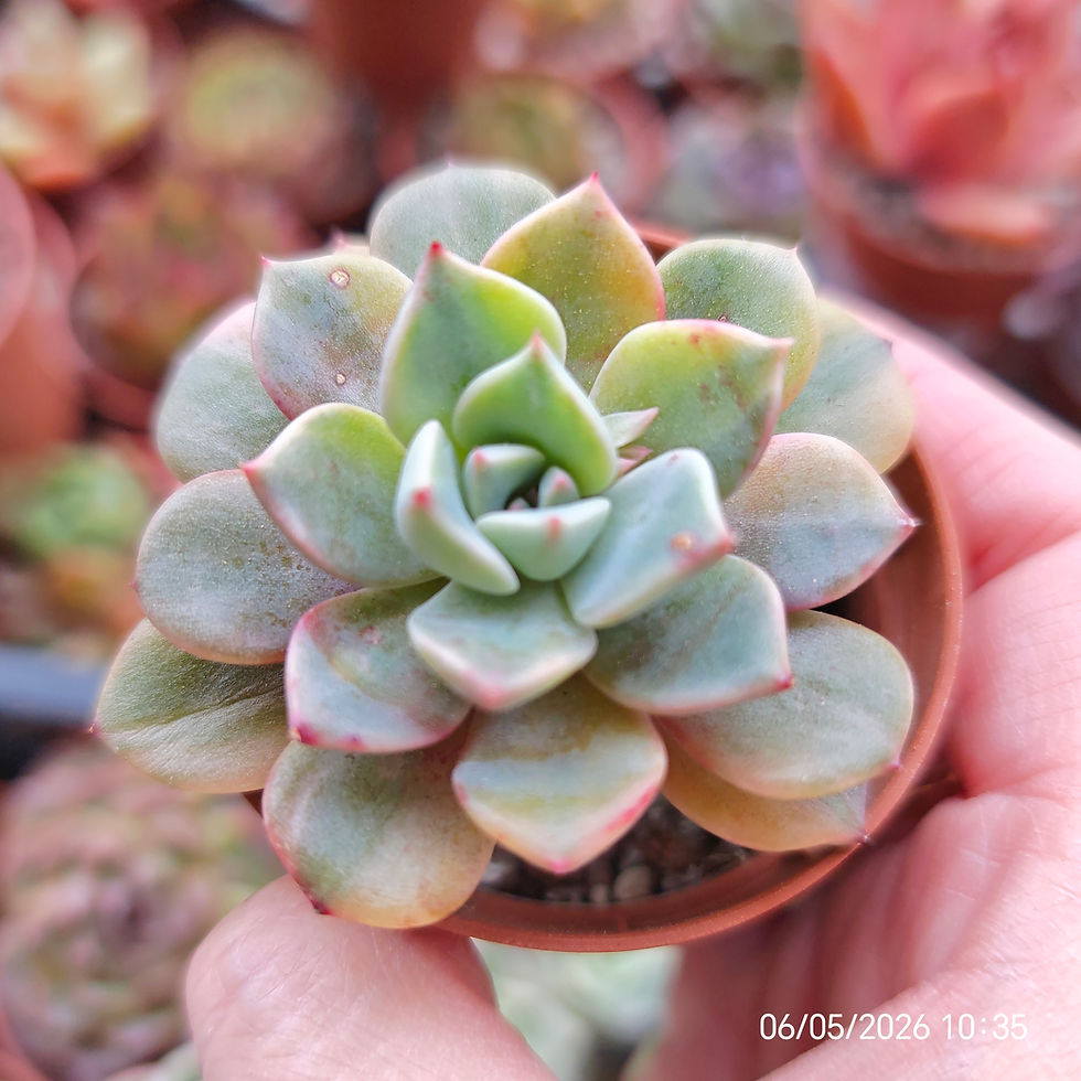 Miniatura: Graptoveria ‘Pretty In Pink’ Variegata (Yellow) 🇰🇷 VERY RARE