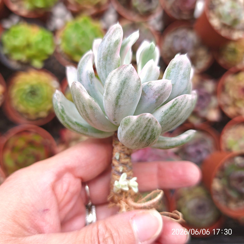 Miniatura: Pachyveria ‘Rolly Polly’ Variegata 🇰🇷 VERY RARE