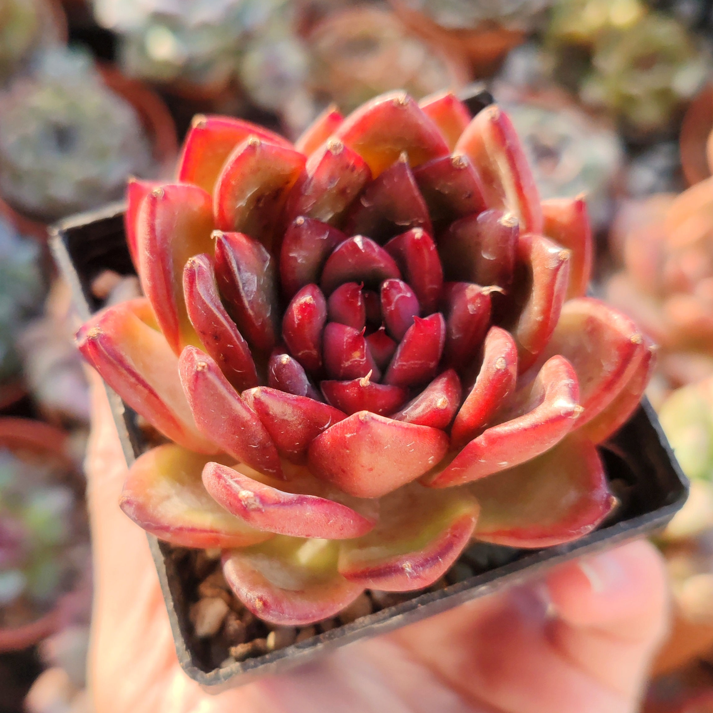 Echeveria ‘Hong Bi’ 🇰🇷 RARE