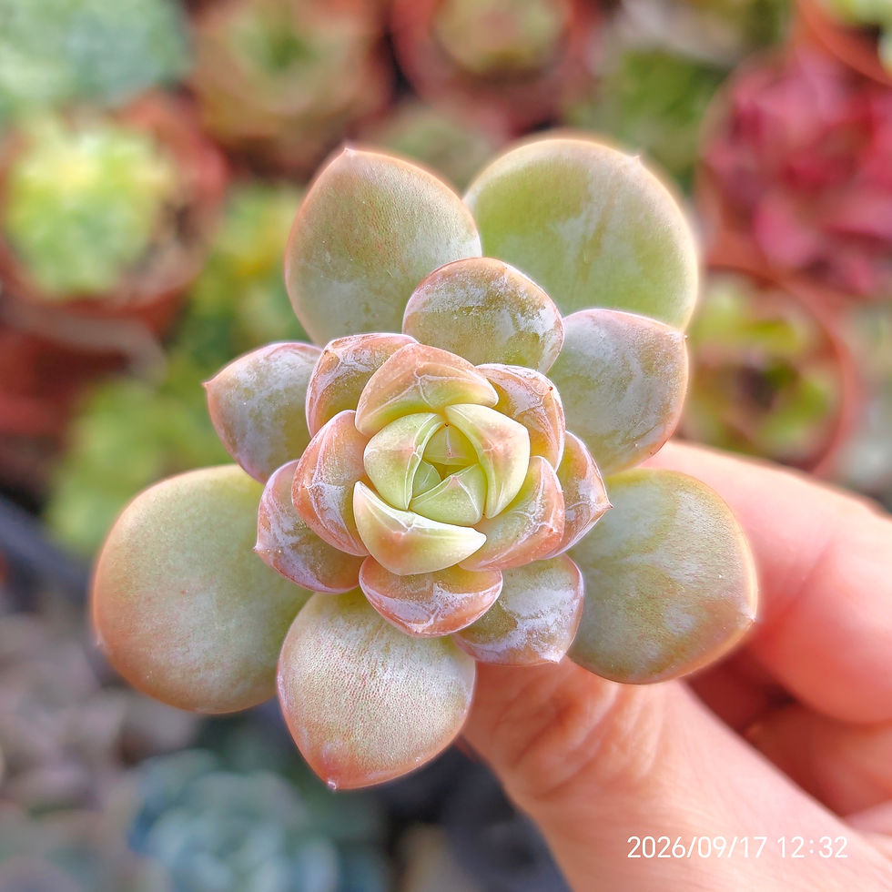 Thumbnail: Echeveria ‘Wonder’ (jelly)  🇰🇷 VERY RARE