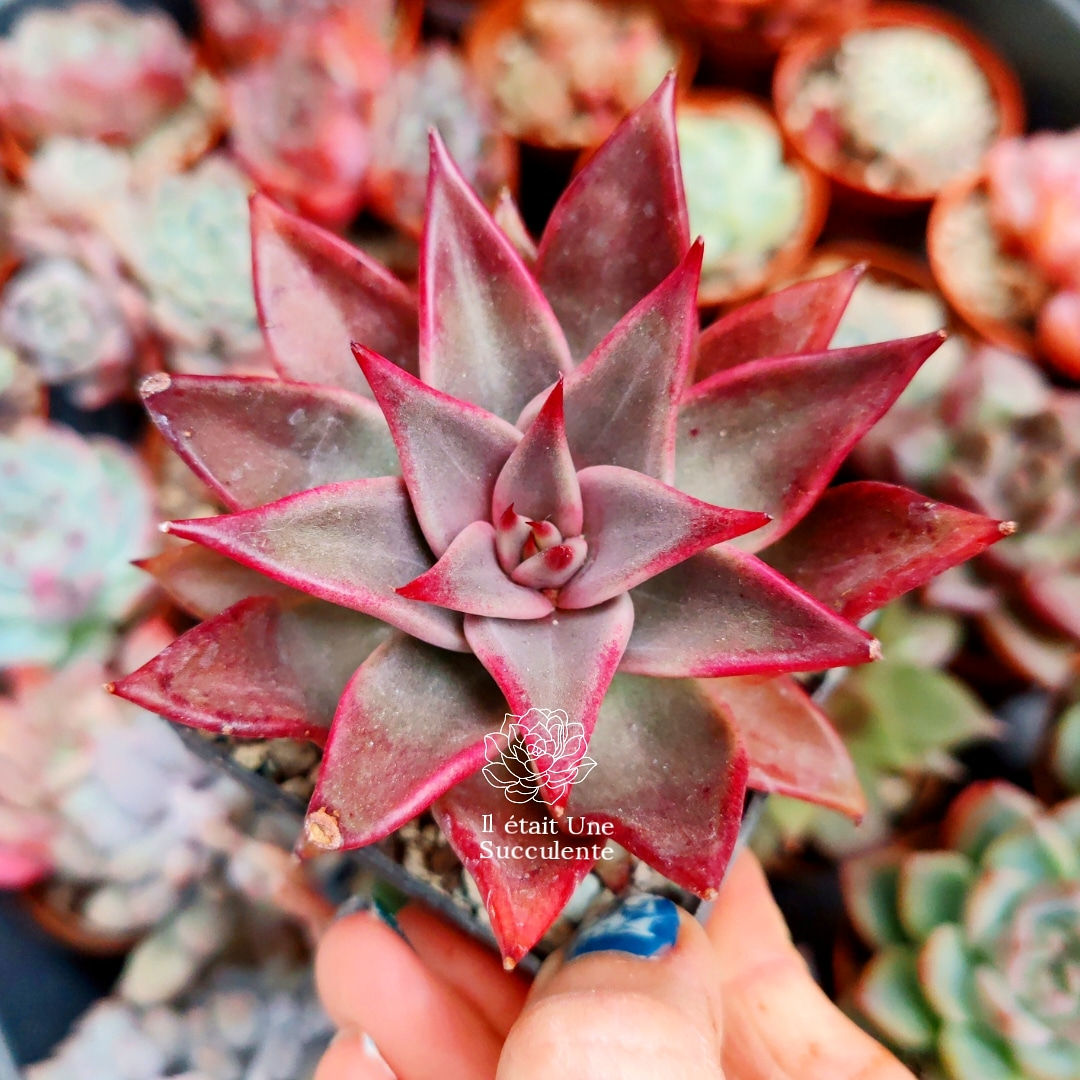 Echeveria ‘Hazley’ (agavoides Red Ebony Hyb) 🇰🇷 VERY RARE ♡ NEW