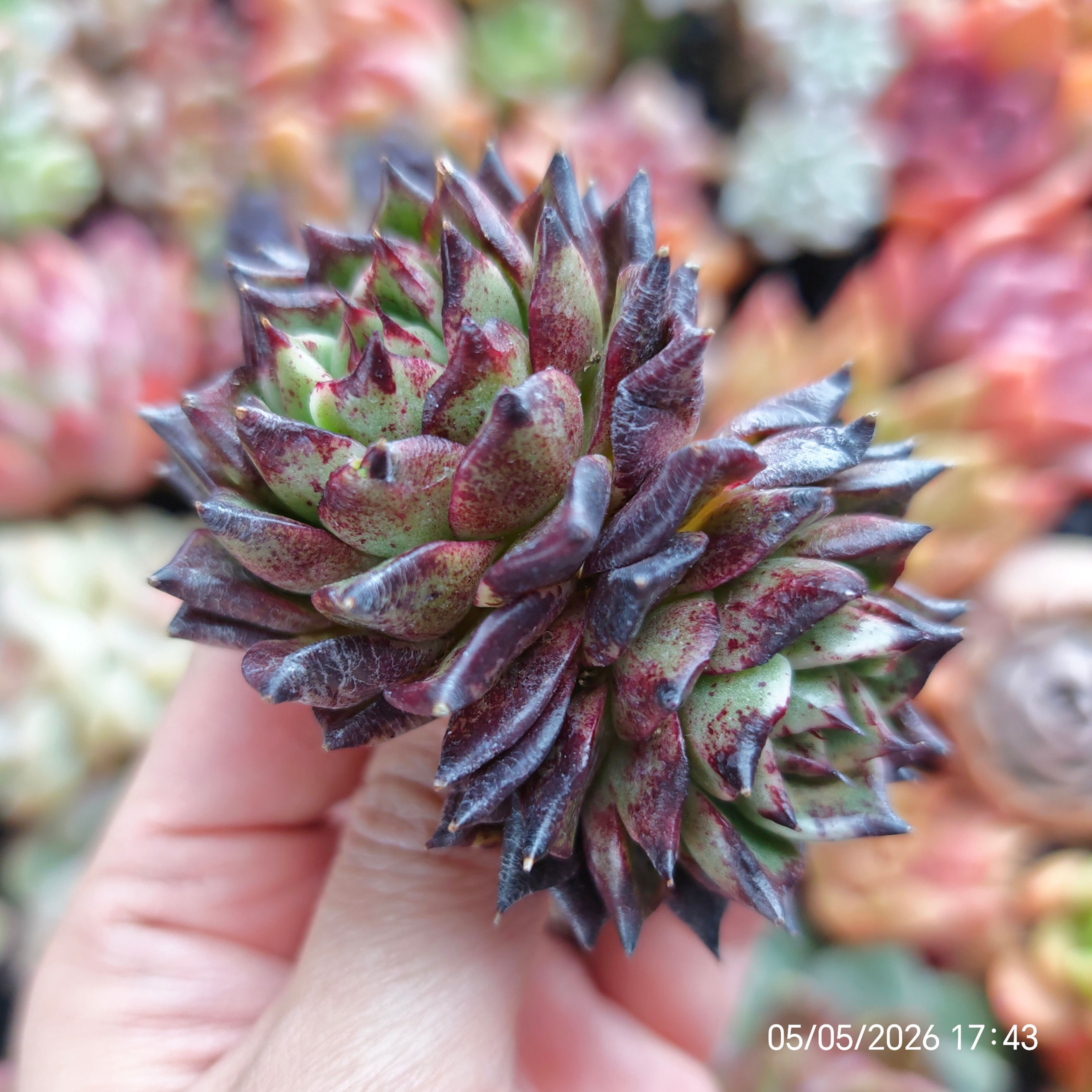 Echeveria ‘Black Charisma’ 🇰🇷 VERY RARE