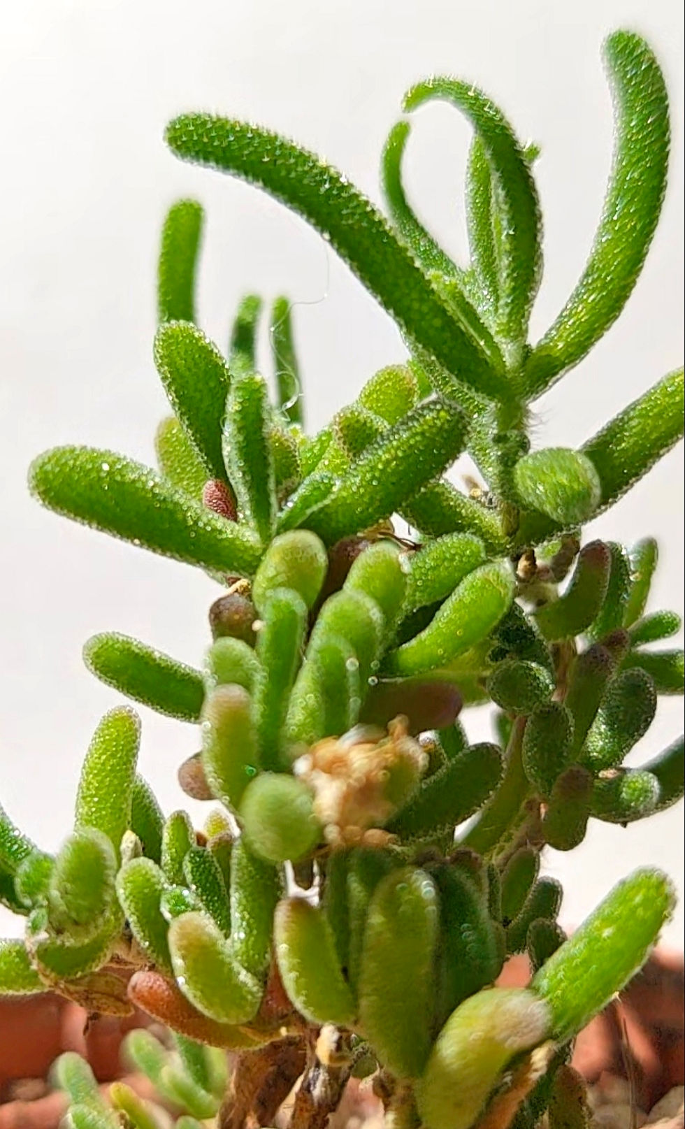Miniaturbild: Drosanthemum floribundum 🇨🇳 VERY RARE