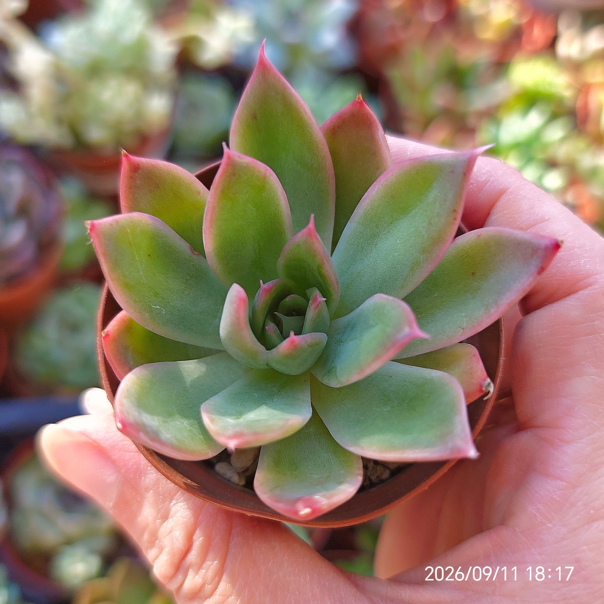 Echeveria SSP 94 🇨🇳 VERY RARE
