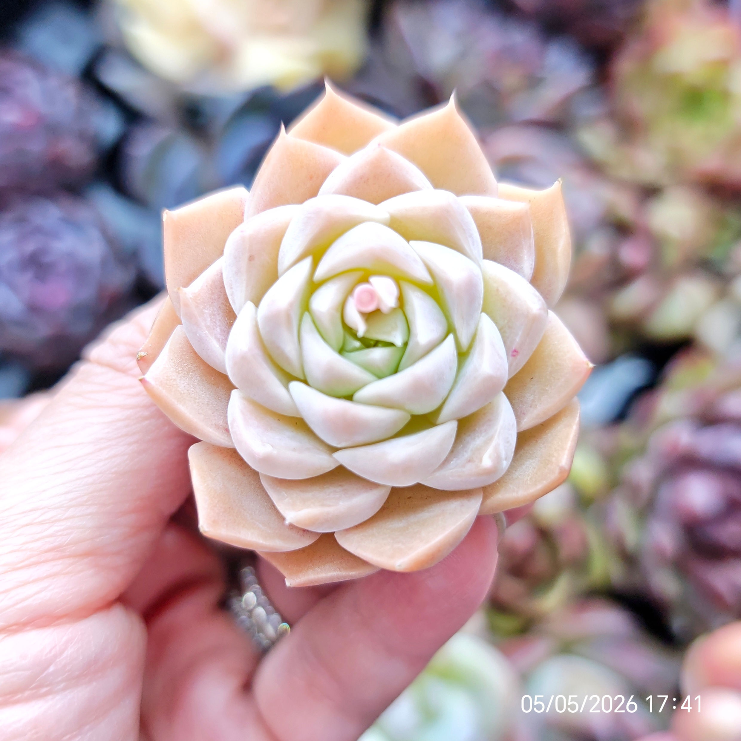 Echeveria 'Hughmillus' 🇰🇷 VERY RARE