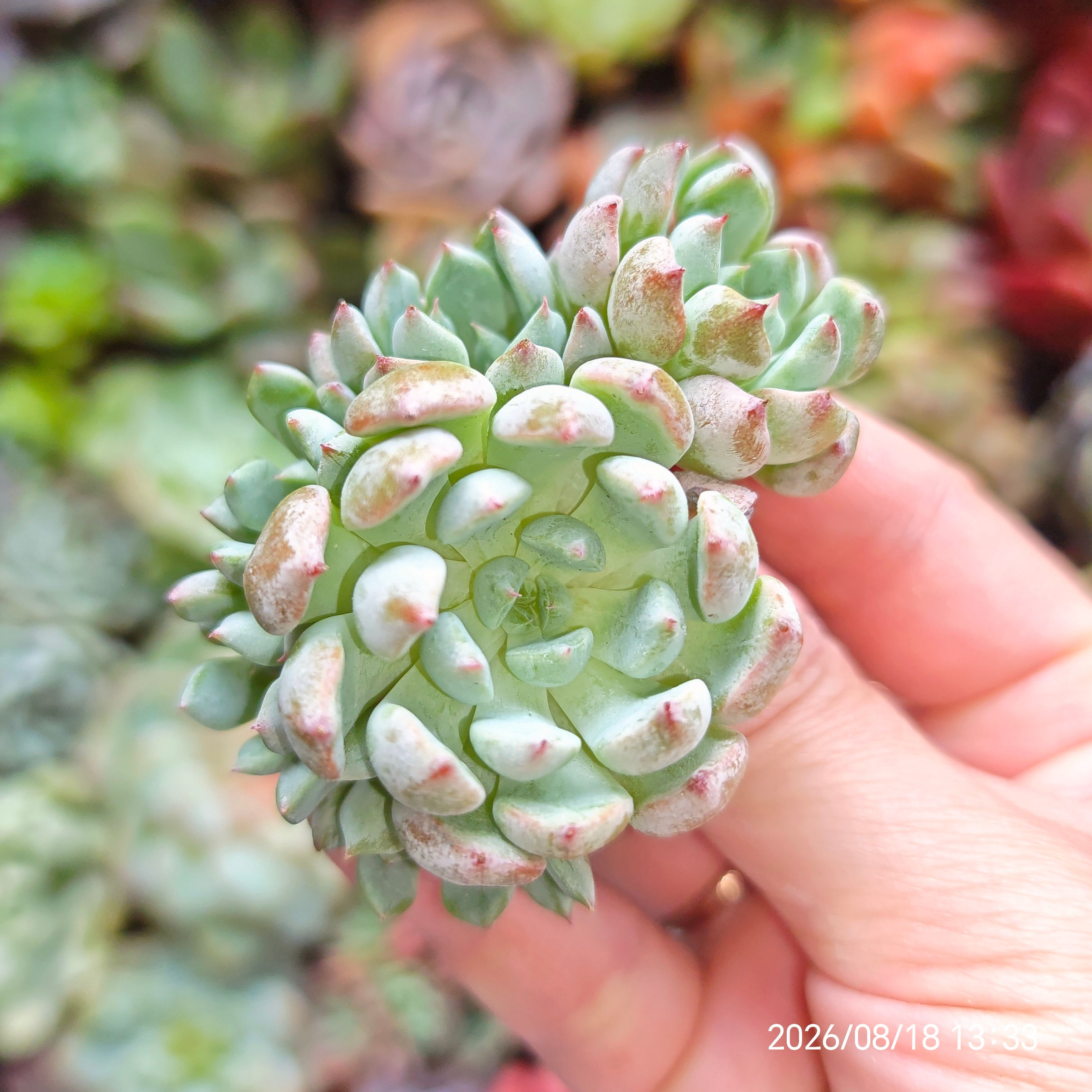 Sedeveria 'Tera' 🇰🇷 VERY RARE