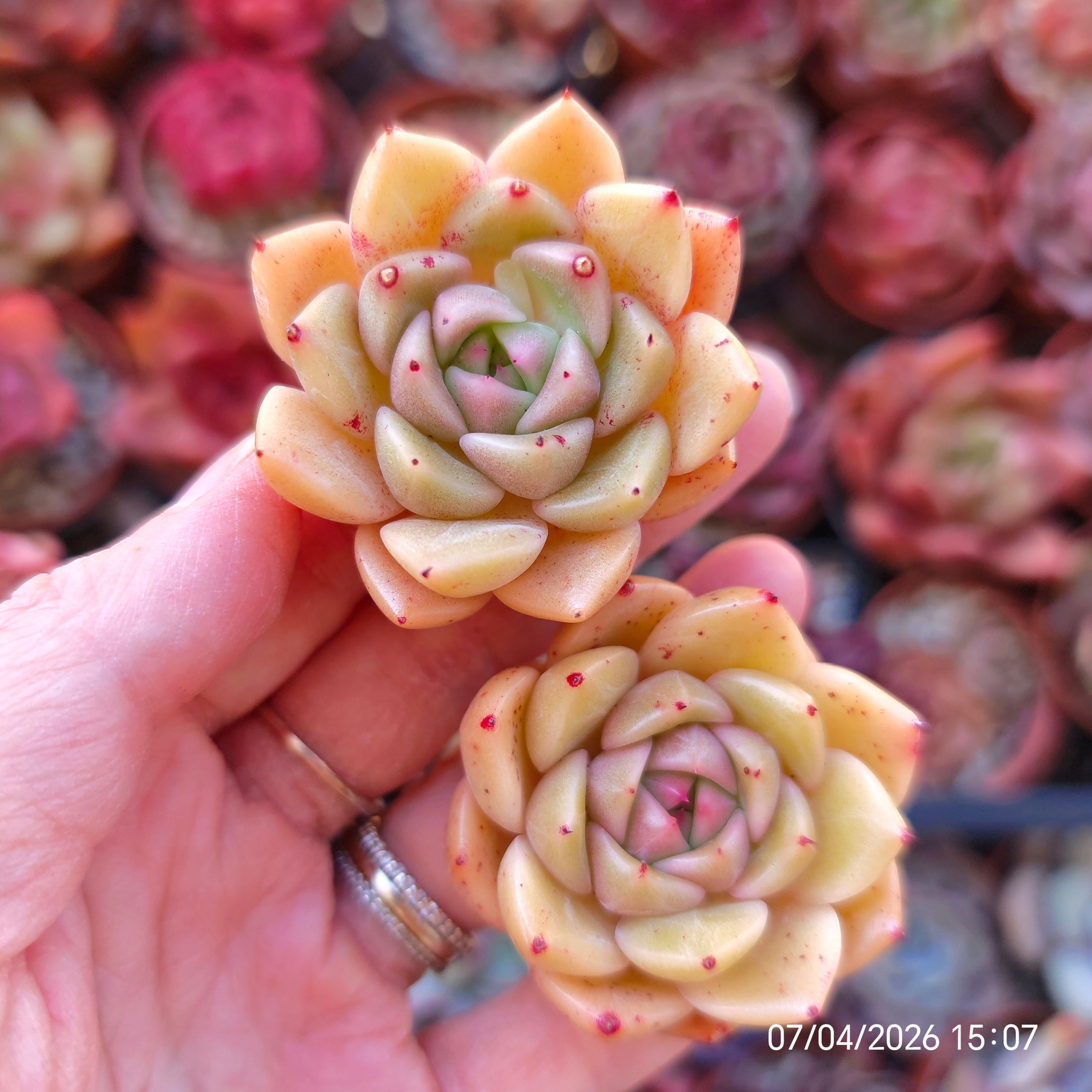 Echeveria ‘Angel Skirt’ 🇰🇷 EXCLUSIVE