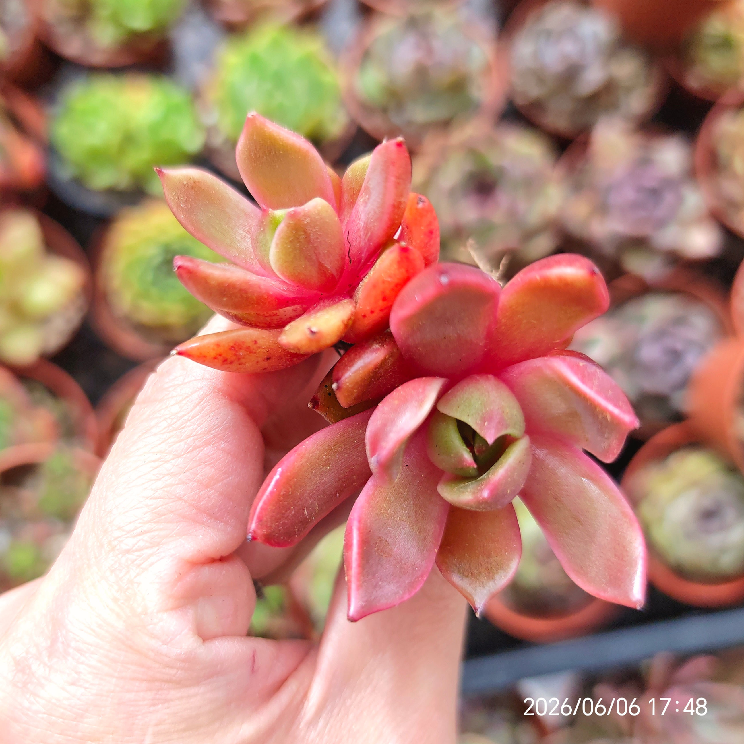 Echeveria ‘Rainy’ 🇰🇷 VERY RARE NEW ♡ NEW