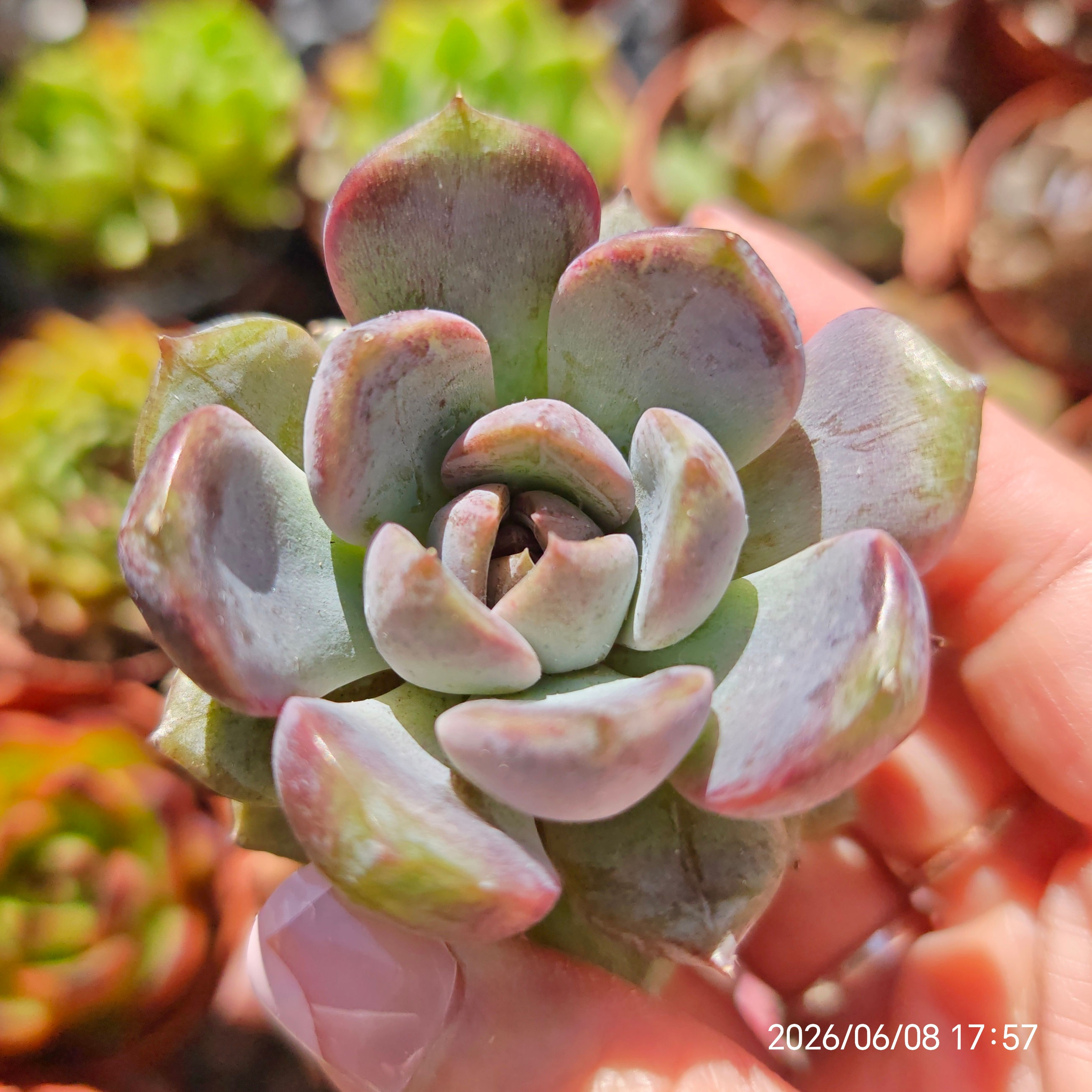 Echeveria 'Purple Stone' 🇰🇷 VERY RARE