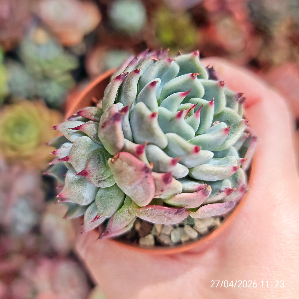 Miniatura: Echeveria ‘Black Nail’ 🇰🇷 VERY RARE