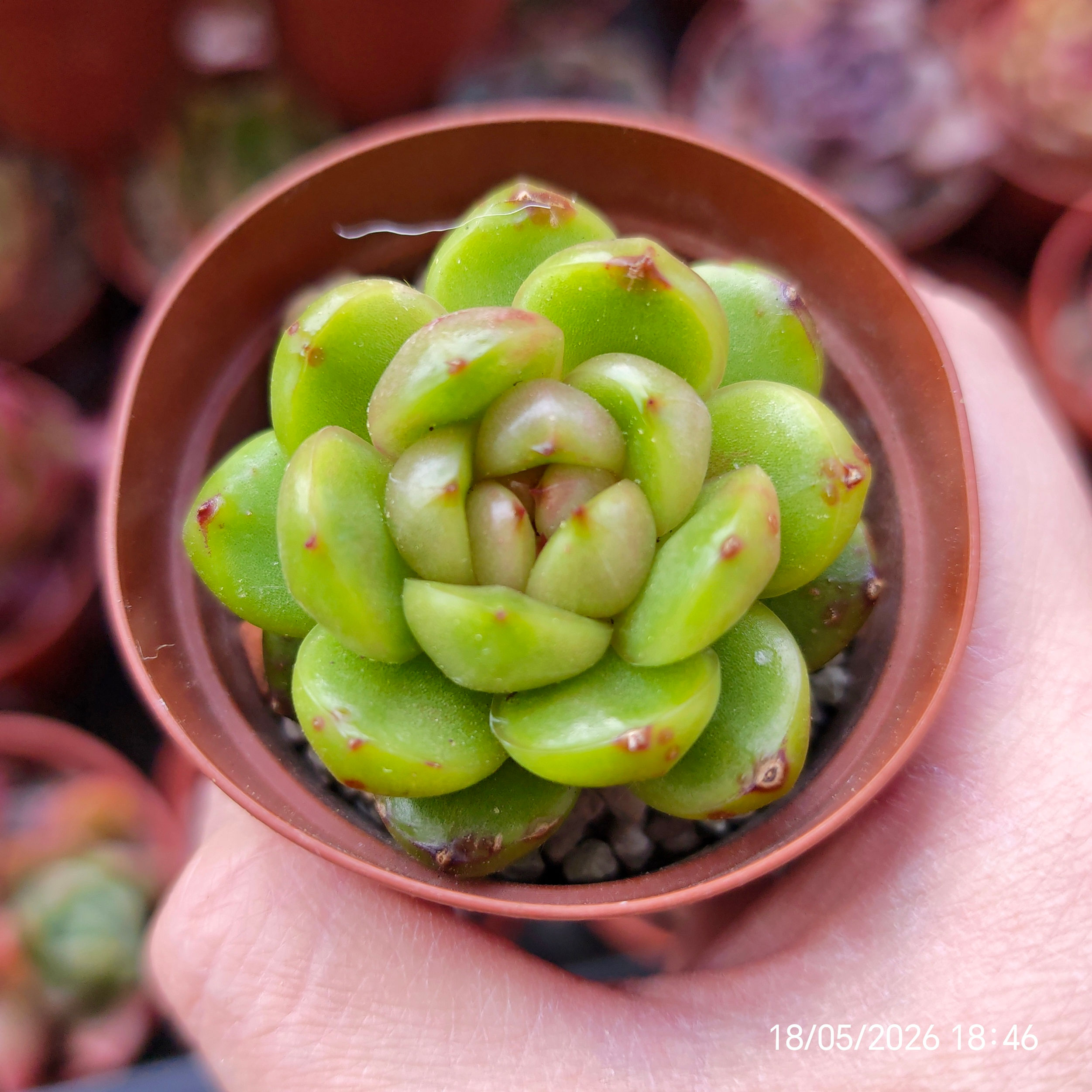 Echeveria ‘Biella Jelly’ 🇰🇷 VERY RARE♡ NEW