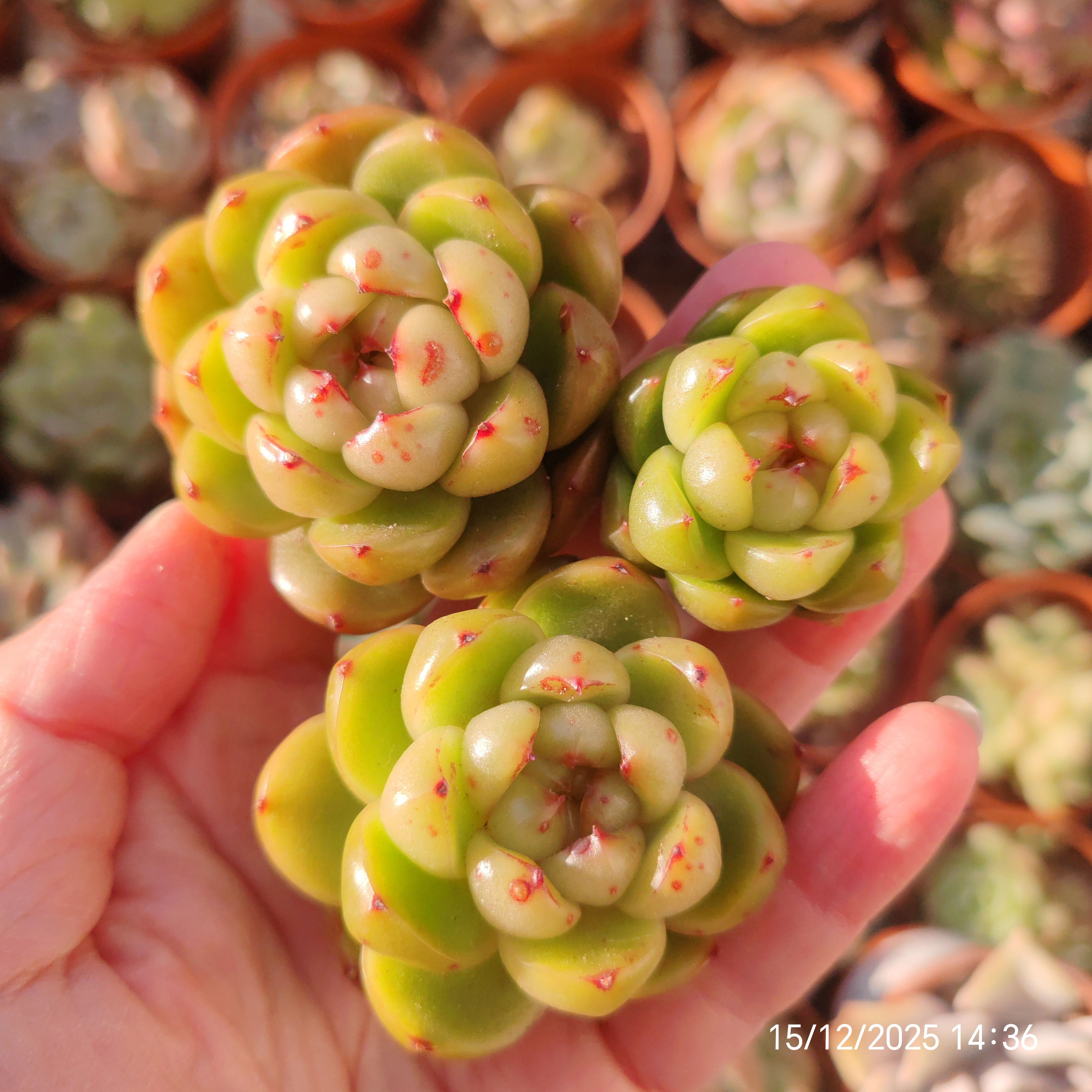 Echeveria ‘Biella Jelly’ 🇰🇷 VERY RARE♡ NEW