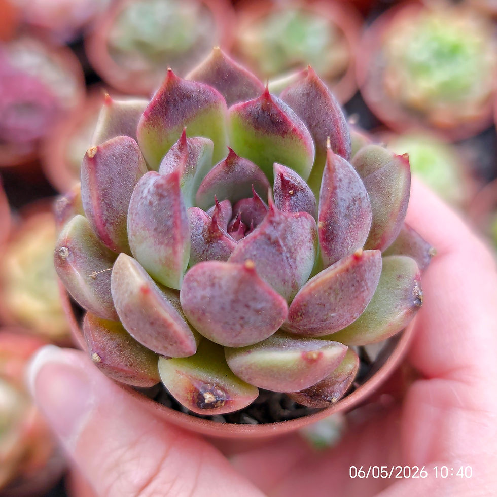 Miniature : Echeveria 'Purple Dawn' 🇨🇳 EXCLUSIVE