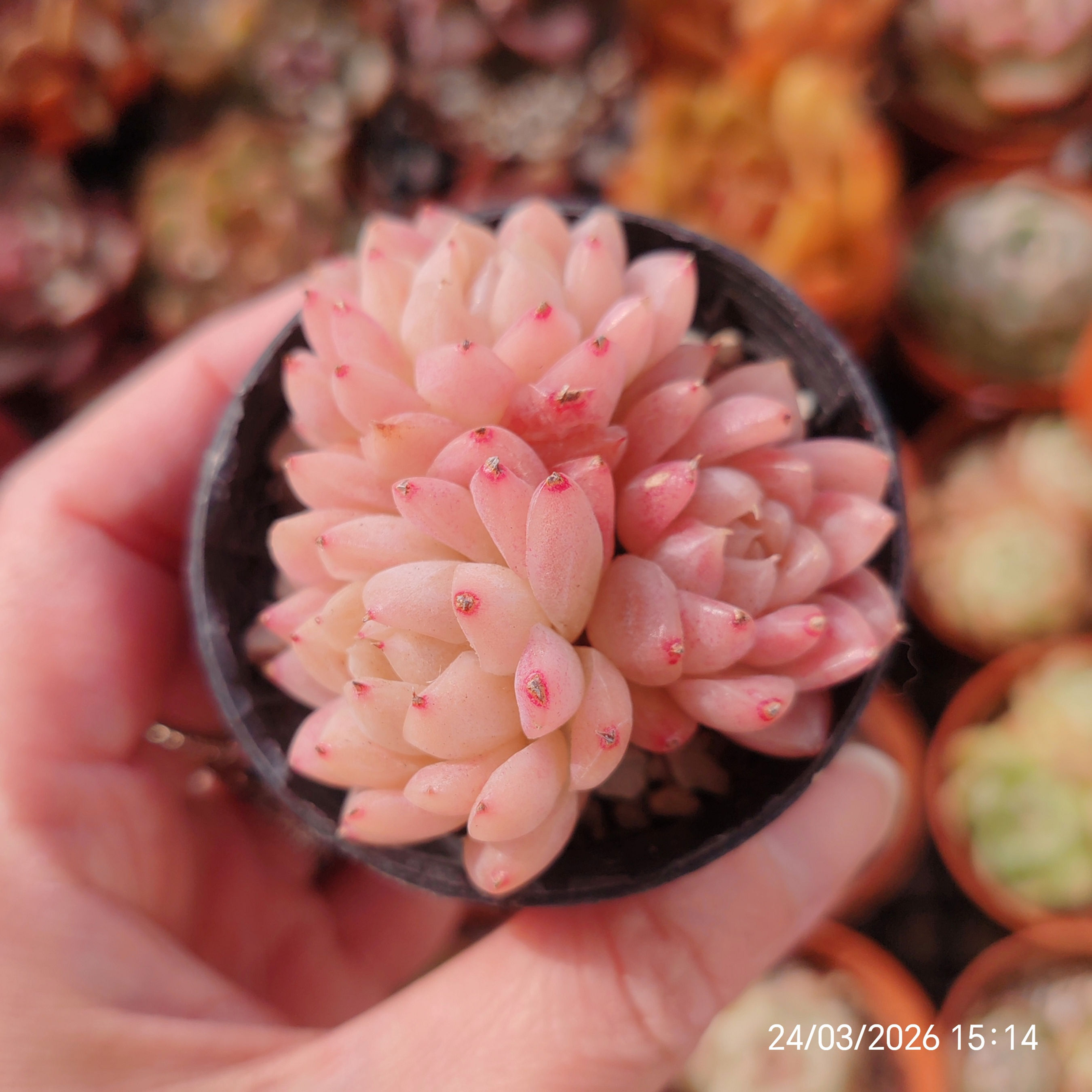 Echeveria 'Sherry' 🇨🇳 RARE NEW