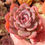 Miniatura: Echeveria colorata x SSP 🇰🇷 VERY RARE ♡ NEW