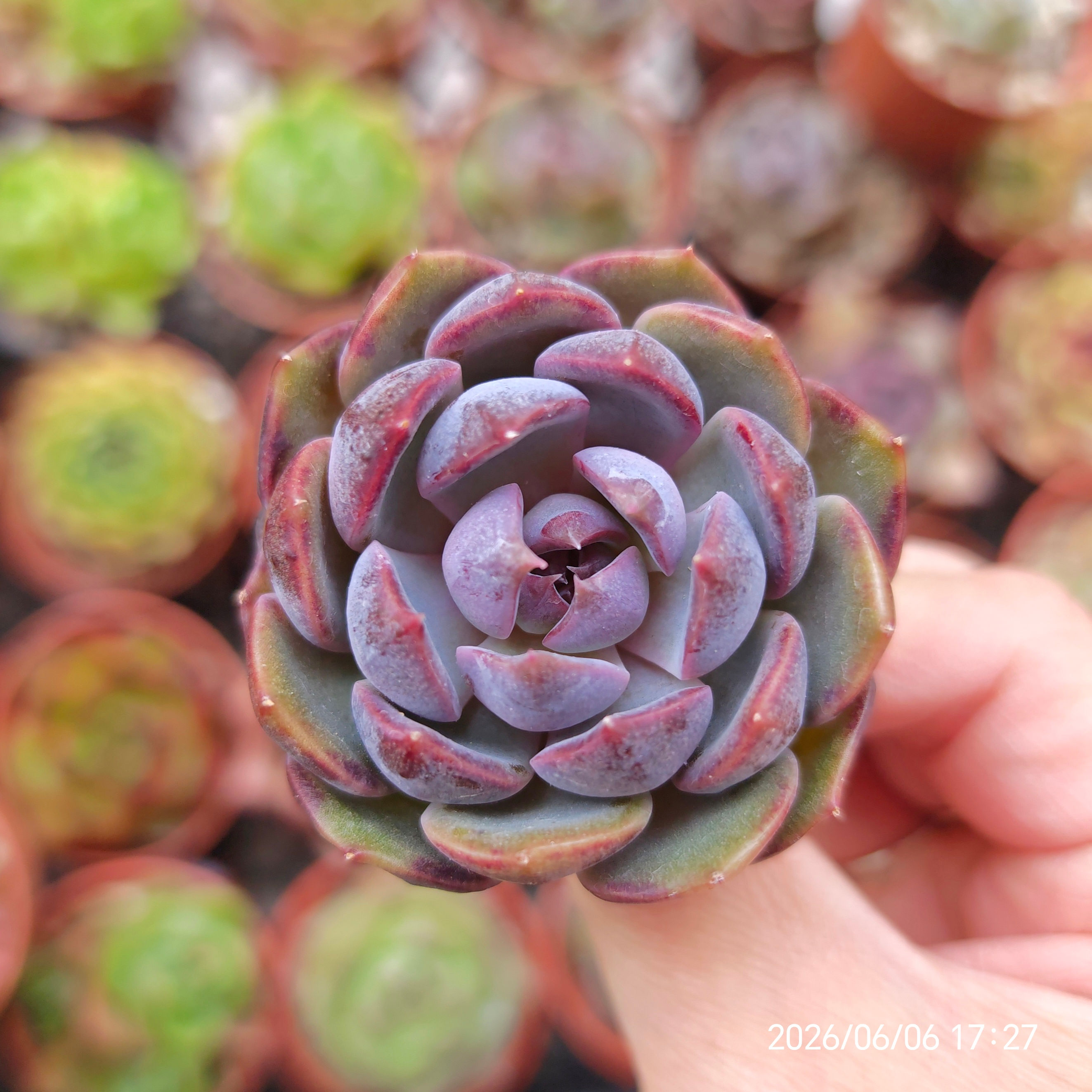 Echeveria ‘Raspberry’ 🇰🇷 VERY RARE ♡ NEW