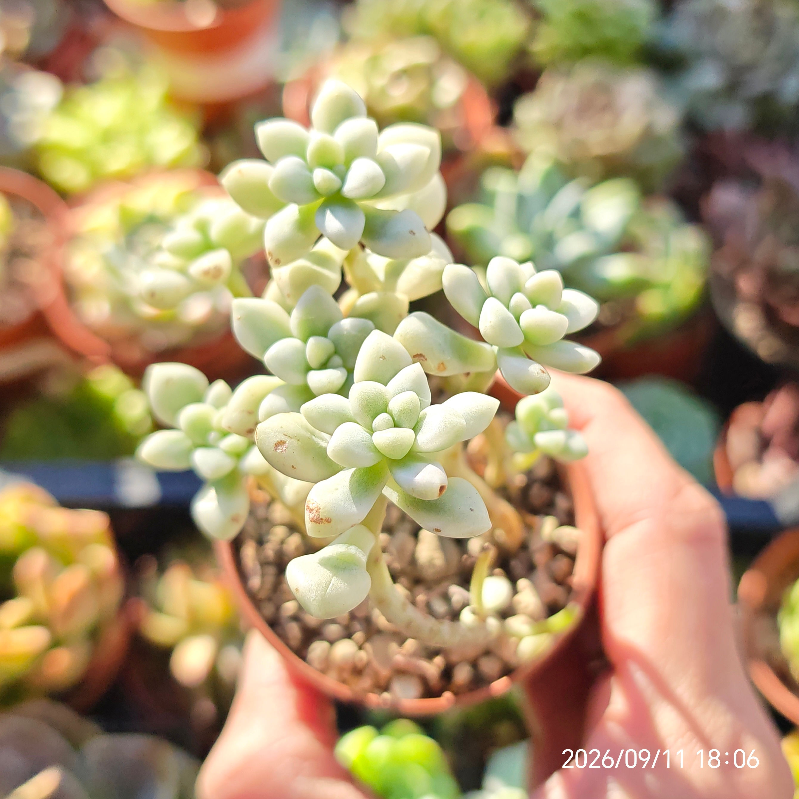 Graptopetalum mendozae Variegata 🇰🇷 VERY RARE