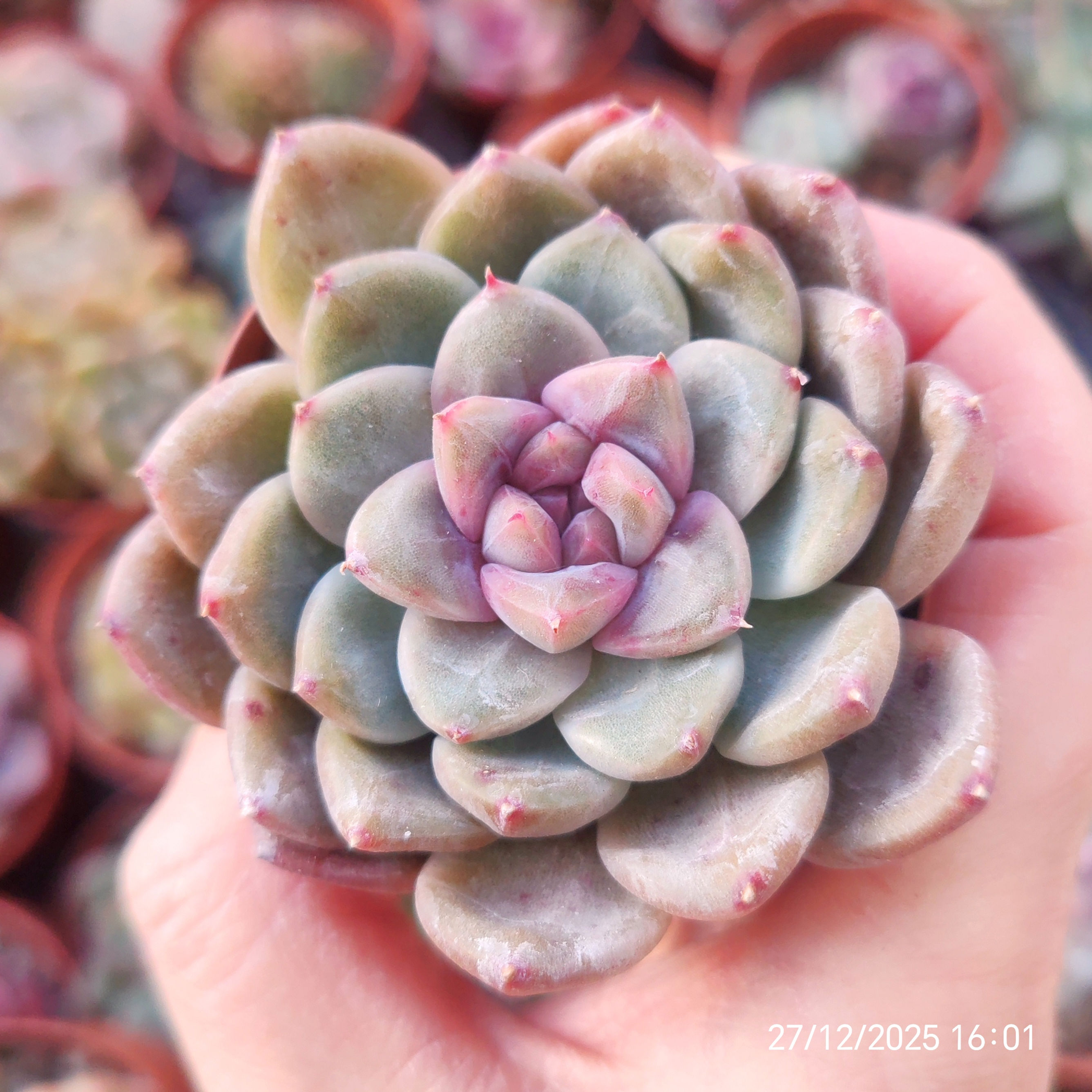 Echeveria ‘Muji’ 🇰🇷 VERY RARE ♡ NEW