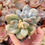 Miniatura: Pachyphytum ‘Frevel’ Monstruosa 🇰🇷 VERY RARE