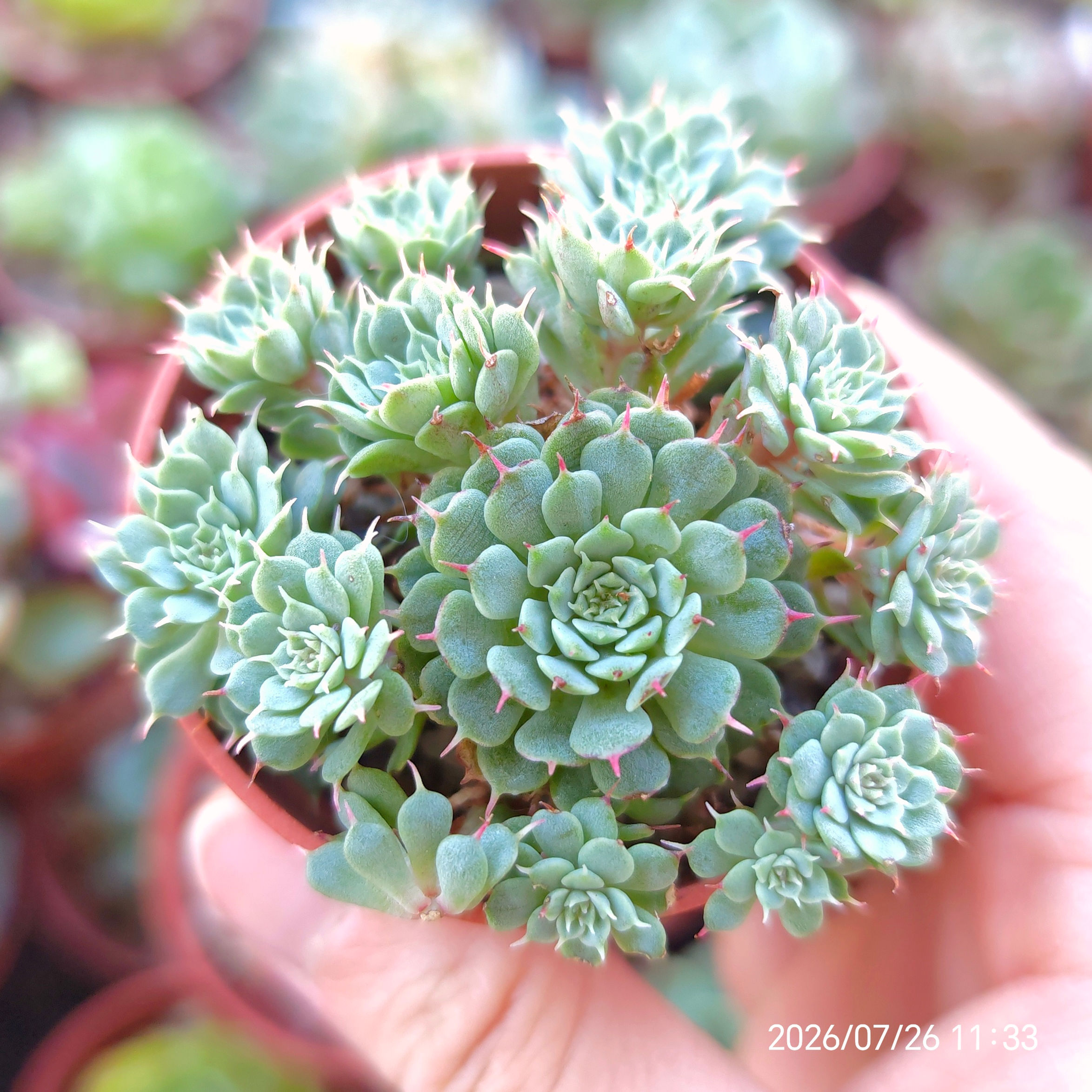 Echeveria 'Vincent Catto' x Graptopetalum filiferum 🇨🇳 VERY RARE ♡ NEW