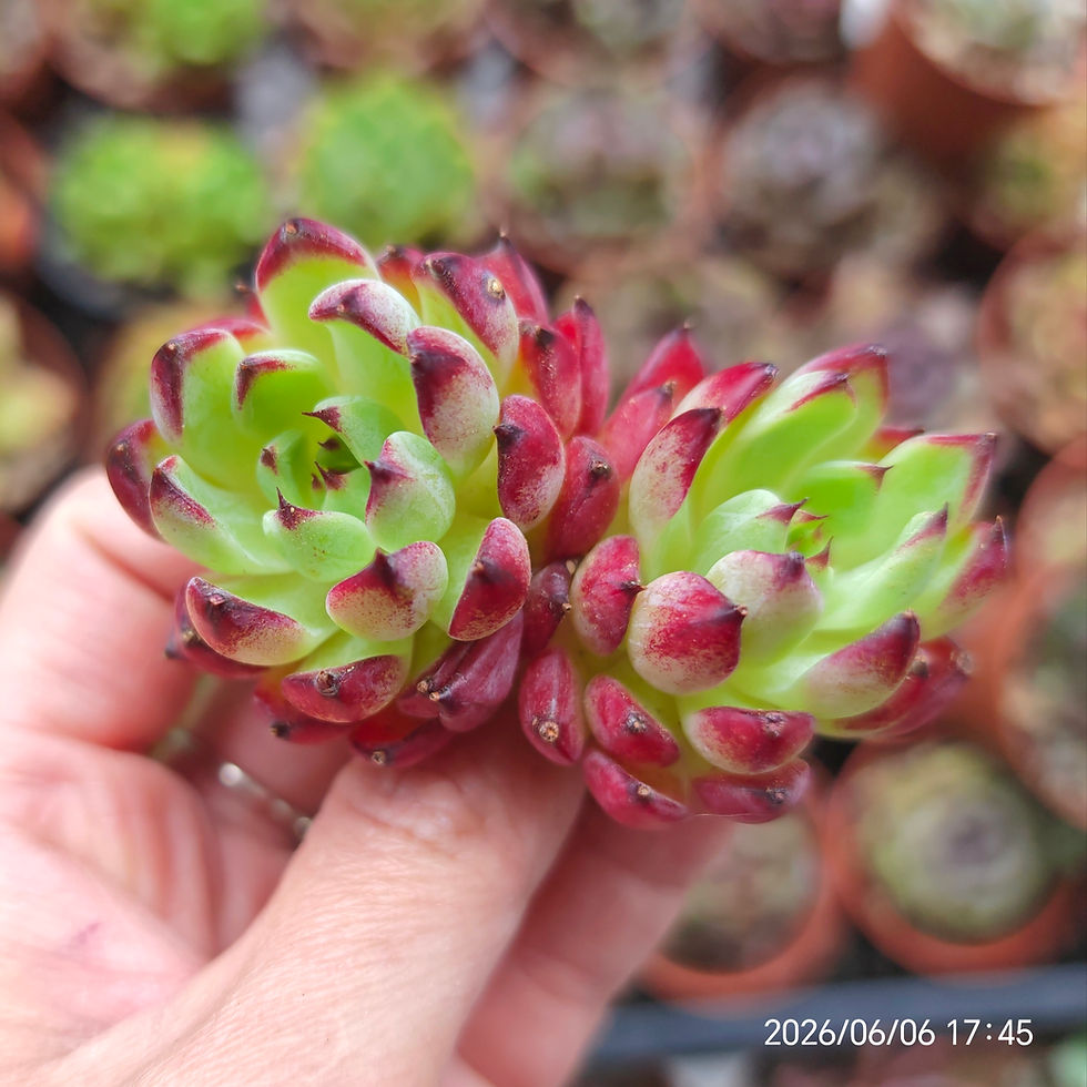 Miniature : Echeveria ‘Shinohime’ 🇰🇷 VERY RARE