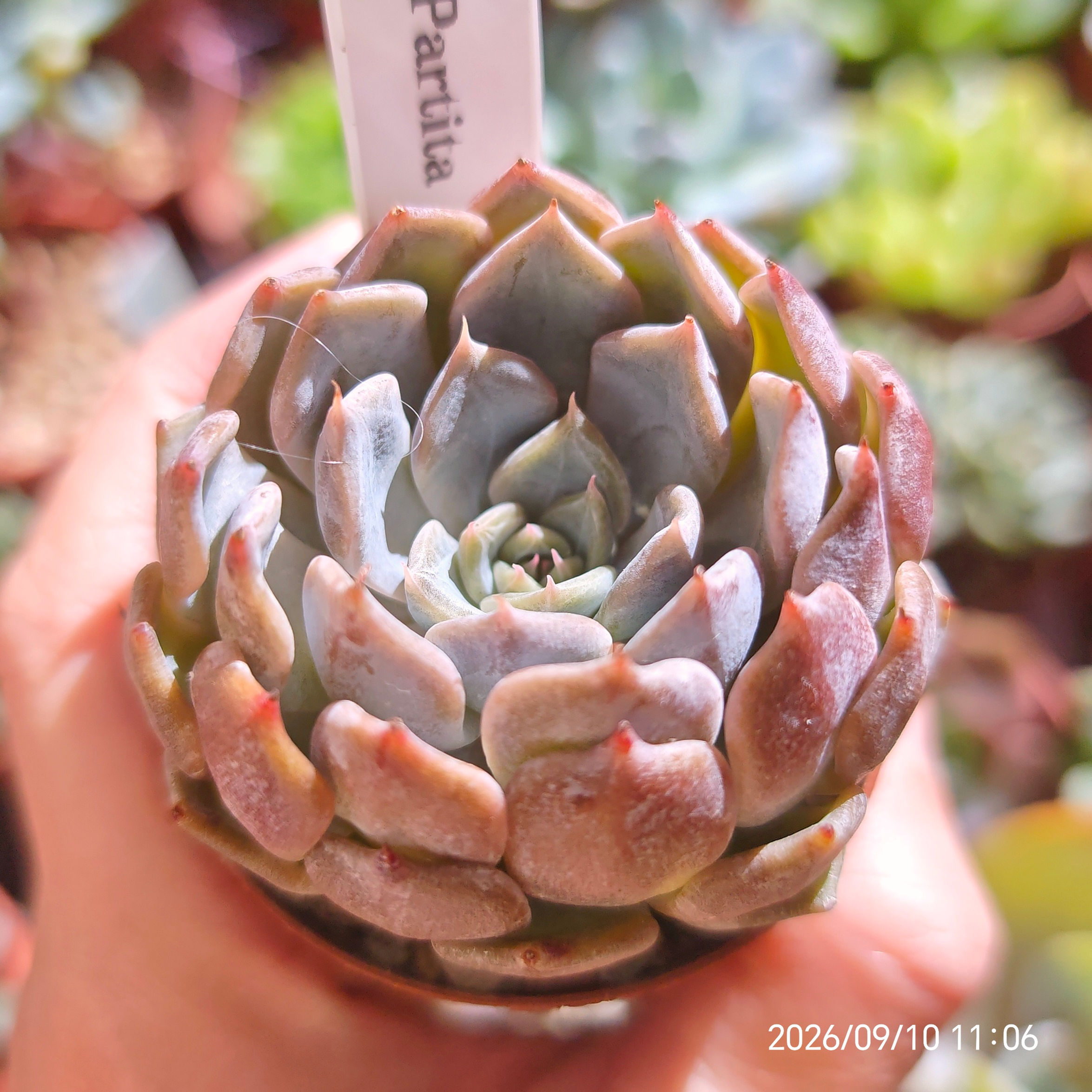 Echeveria 'Partita' 🇰🇷 VERY RARE