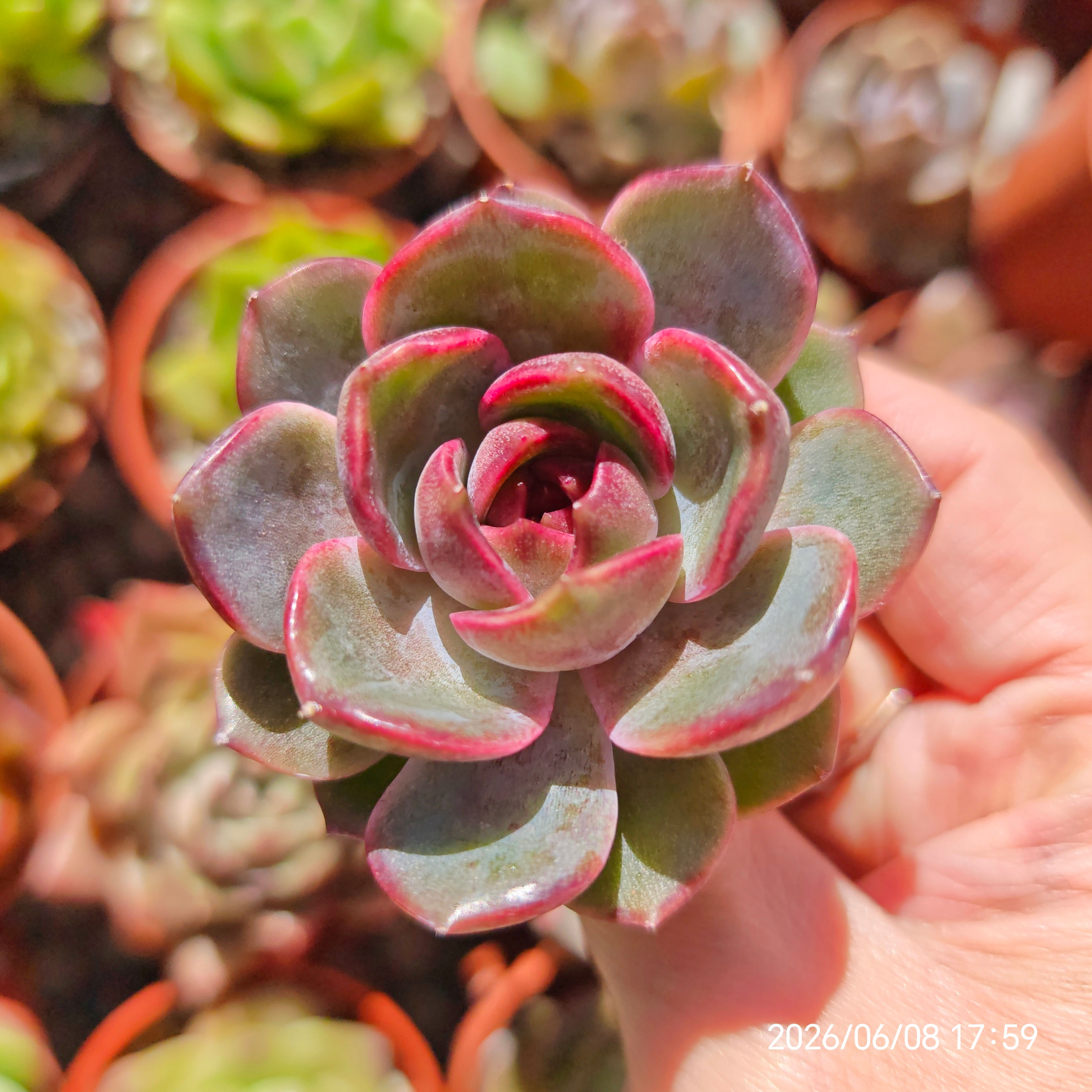 Echeveria 'J'adore' 🇰🇷 RARE