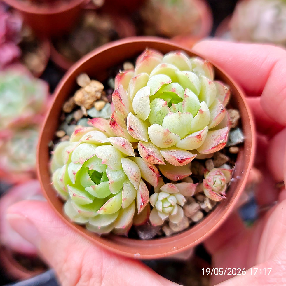 Miniatura: Echeveria 'Flower Wheel' ('Vincent Catto' x SP)  🇨🇳 EXCLUSIVE