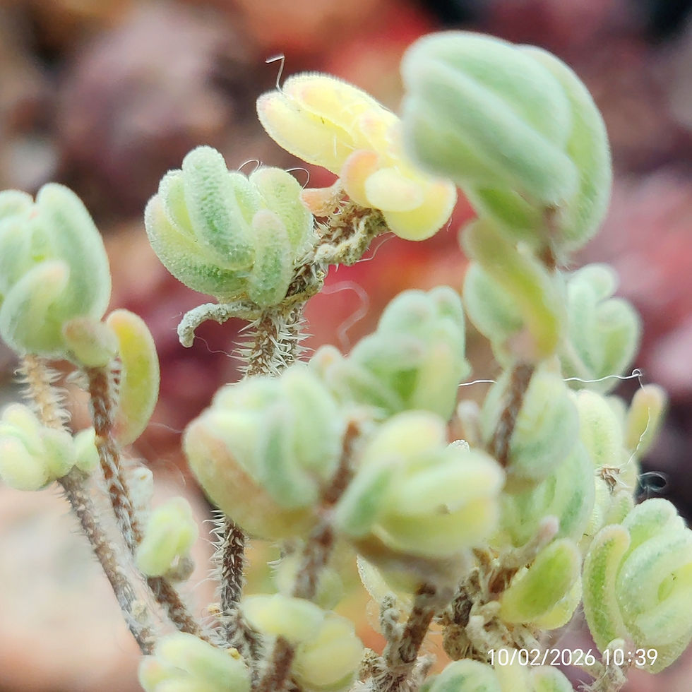 Miniatura: Drosanthemum eburneum SB883 ( 橙叶锦) 🇨🇳 VERY RARE