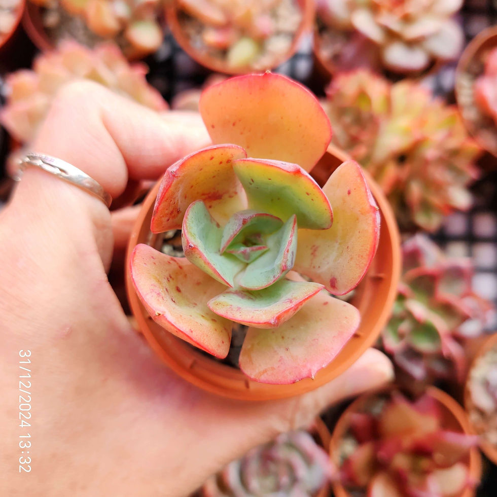 Miniaturbild: Echeveria ‘Mantara’ 🇰🇷 VERY RARE