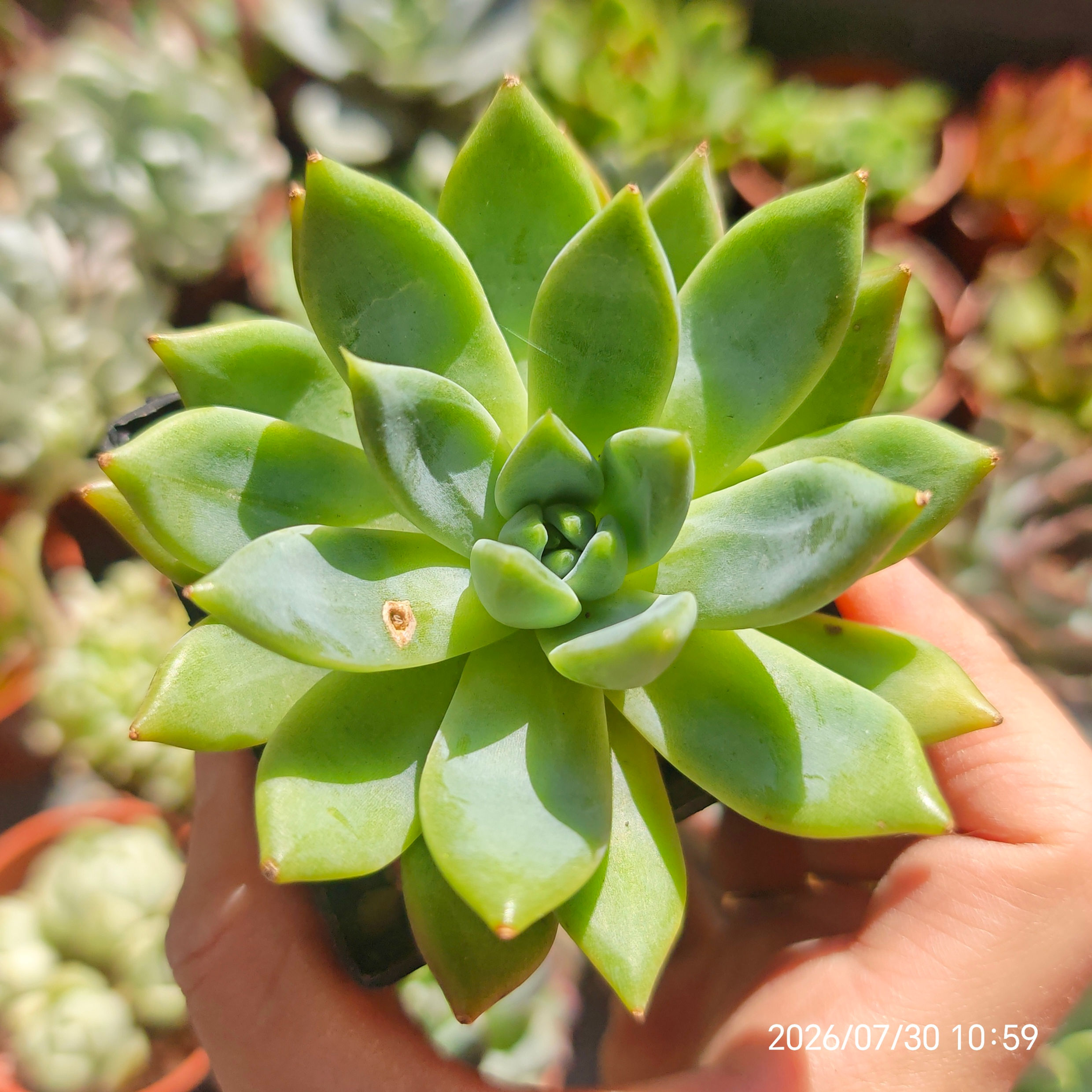 Graptoveria 'Nyla Blue' VERY RARE