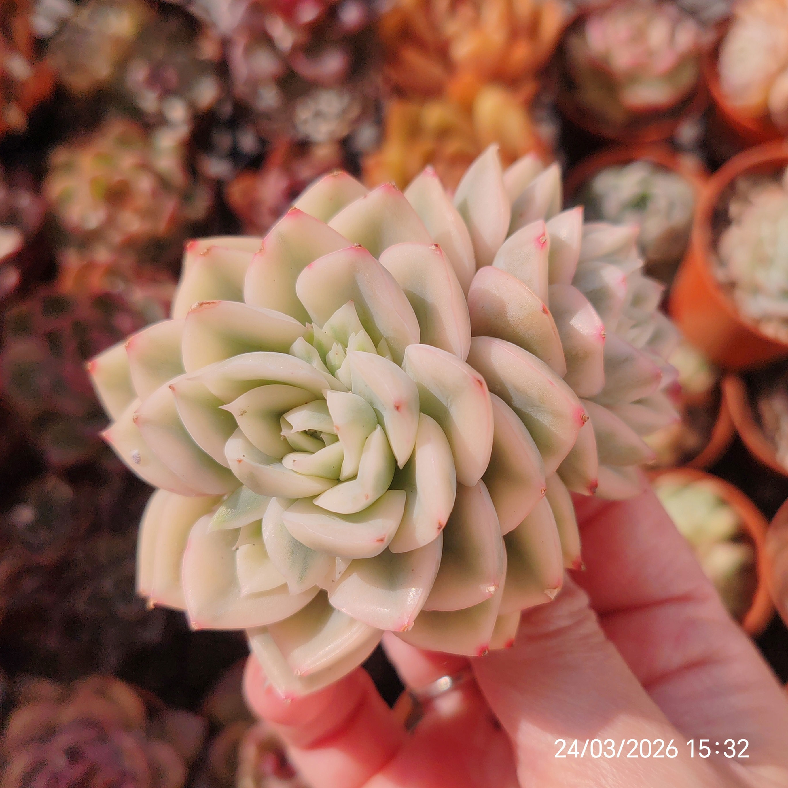 Echeveria 'Moon Fairy' Variegata 🇨🇳 VERY RARE
