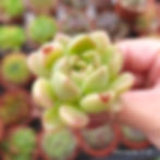 Miniaturbild: Echeveria Auberge Jelly’  🇰🇷 VERY RARE ♡ NEW