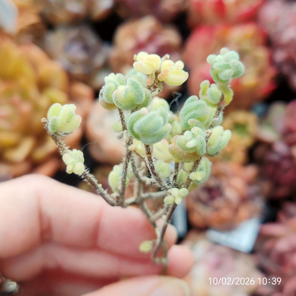 Miniature : Drosanthemum eburneum SB883 ( 橙叶锦) 🇨🇳 VERY RARE