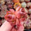 Miniatura: Echeveria ‘Burgundy Edge’  🇰🇷 VERY RARE ♡ NEW