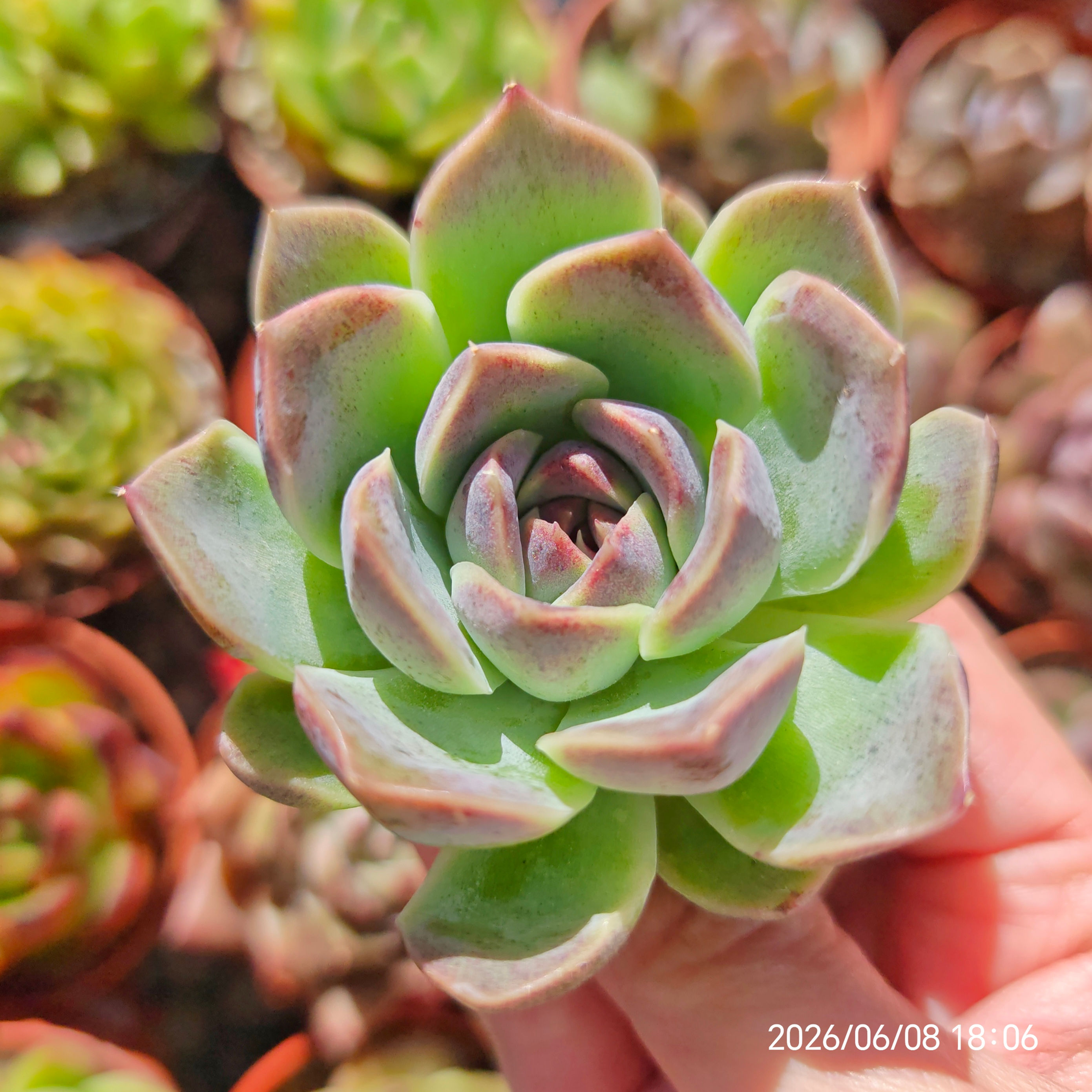 Echeveria 'Amethyst' x SSP 🇰🇷 VERY RARE