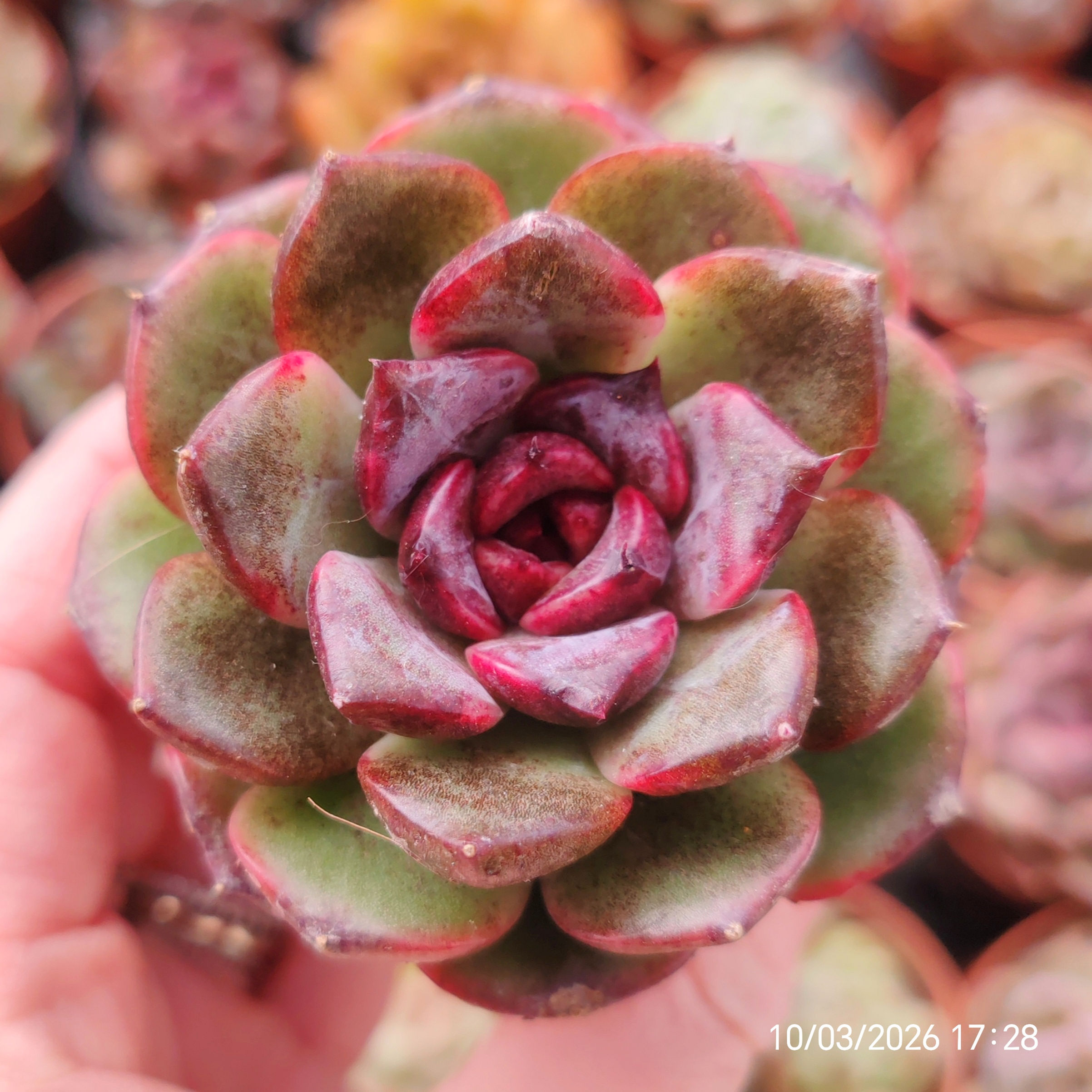 Echeveria ‘Black Rose’ x SSP 🇰🇷 VERY RARE ♡ NEW