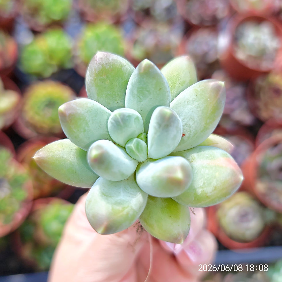 Miniaturbild: Pachyphytum compactum x Echeveria 'laui' 🇰🇷 VERY RARE