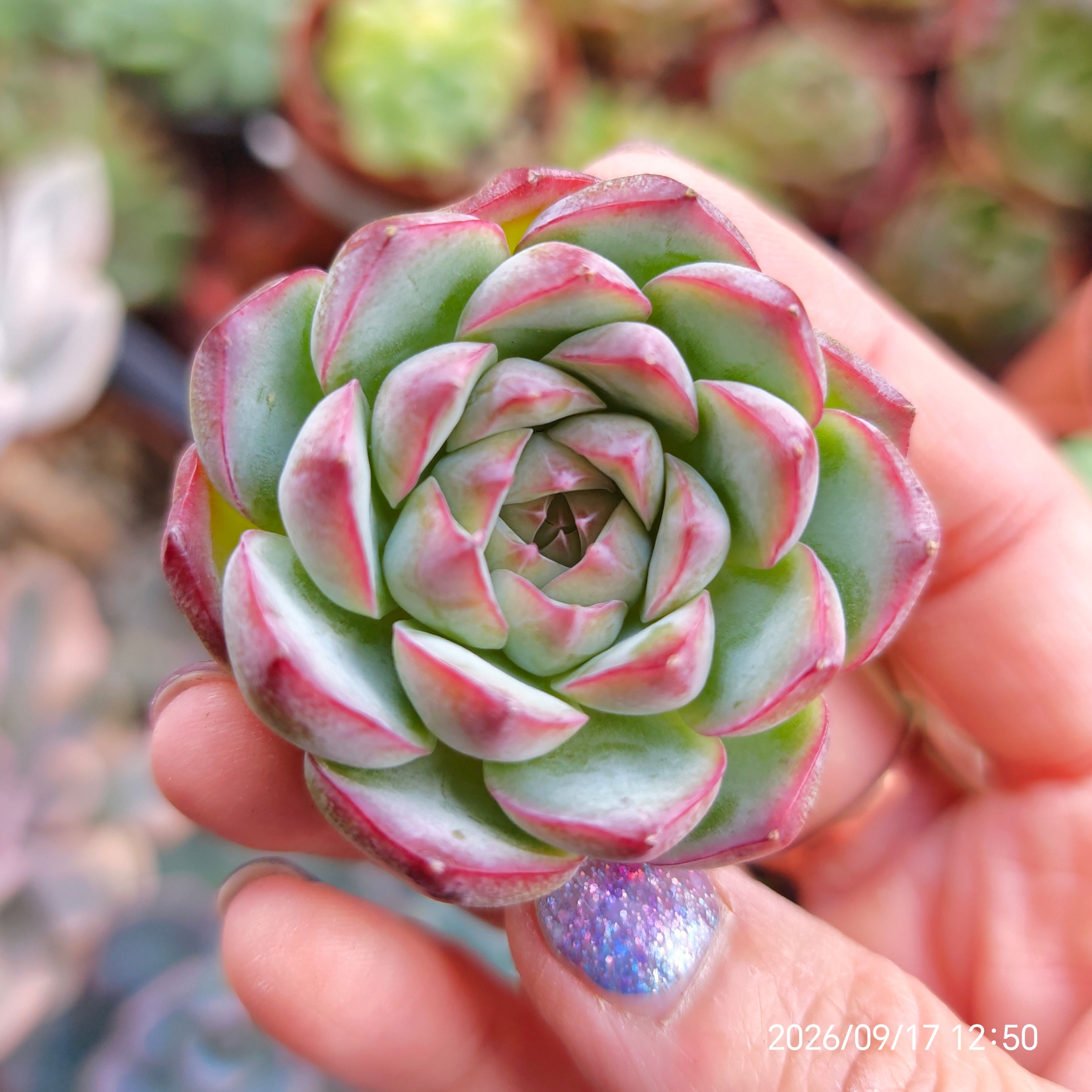 Echeveria ‘Strawberry Mint’ 🇰🇷 VERY RARE NEW