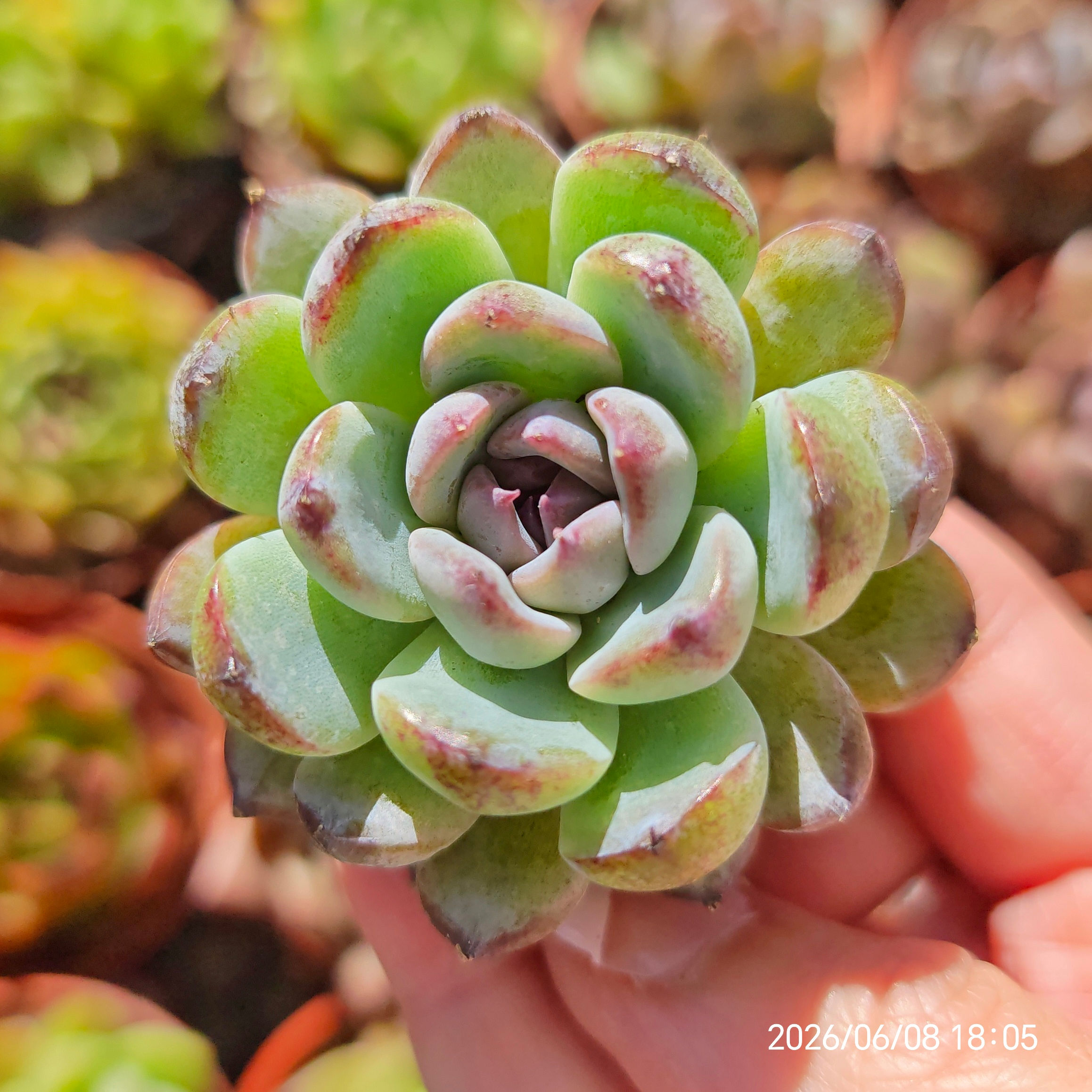 Echeveria 'Gemstone' 🇰🇷 VERY RARE