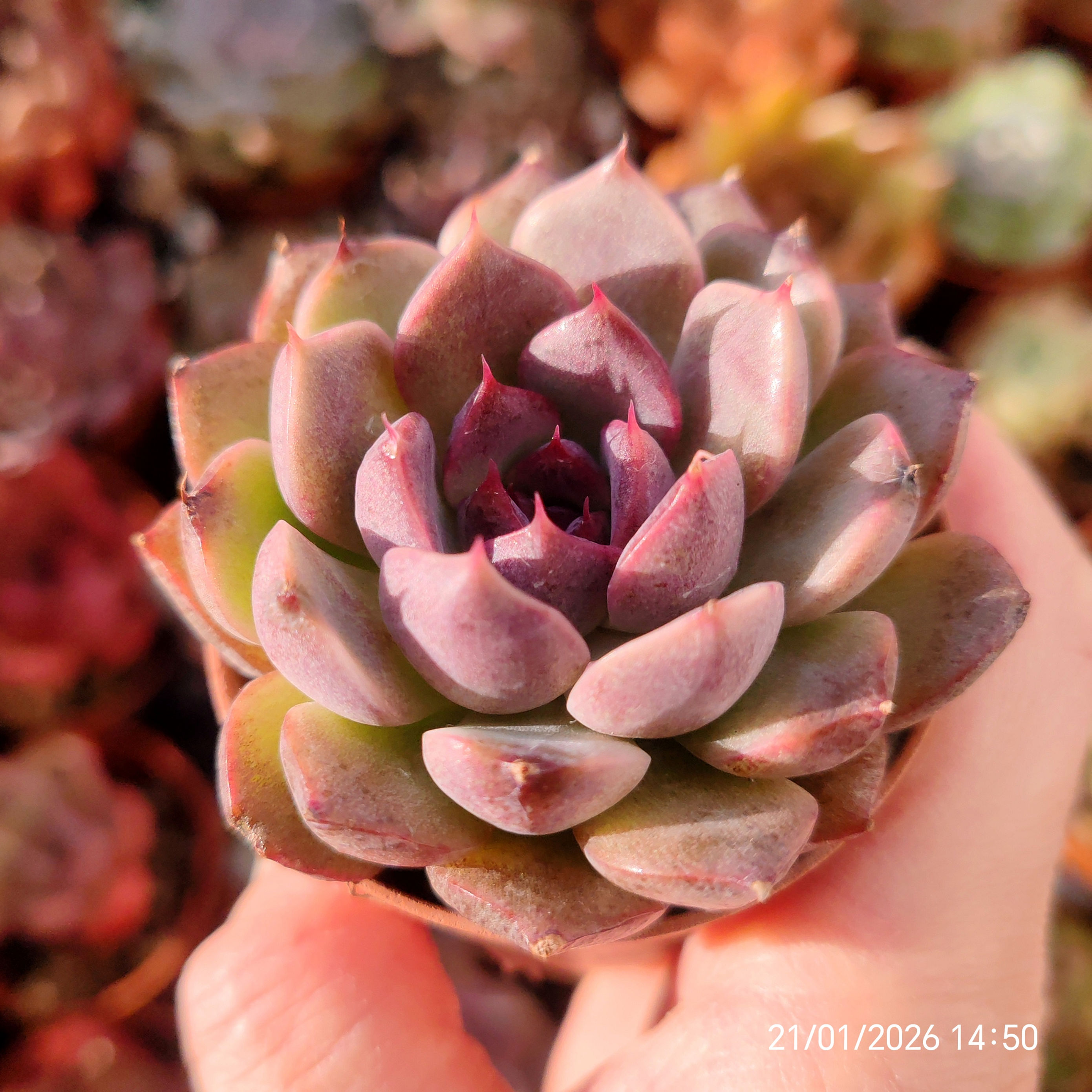 Echeveria 'Purple Dawn' 🇨🇳 EXCLUSIVE