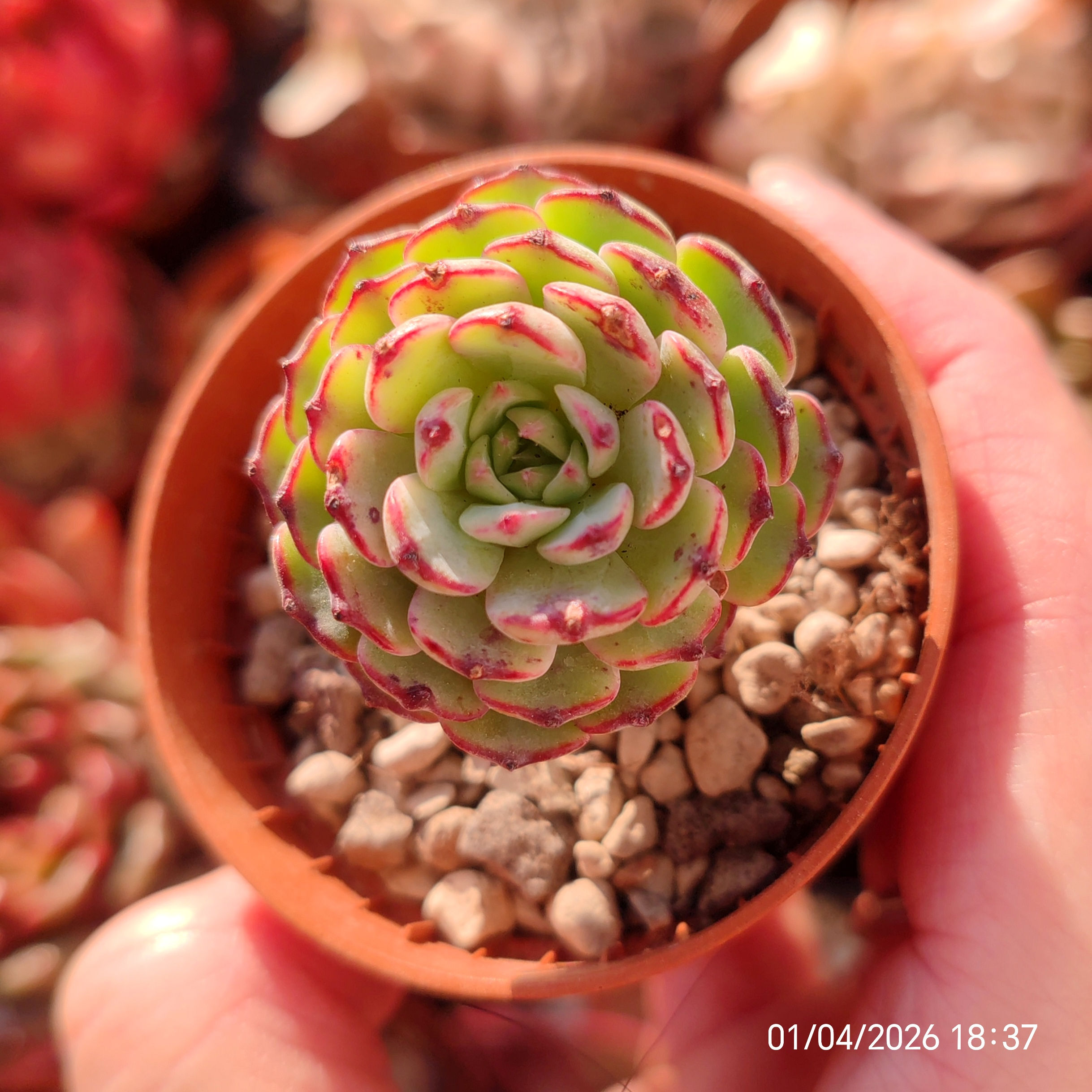 Echeveria strictiflora x minima 🇨🇳 VERY RARE ♡ NEW